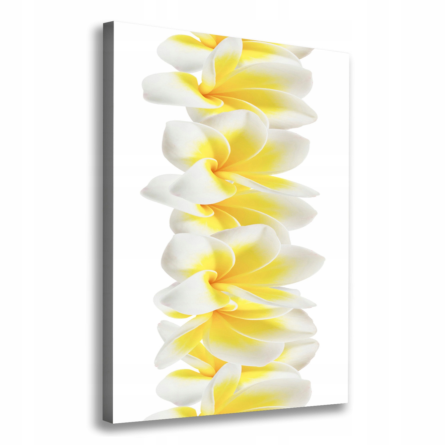 

Foto obraz na płótnie do salonu Plumeria 70x100 cm