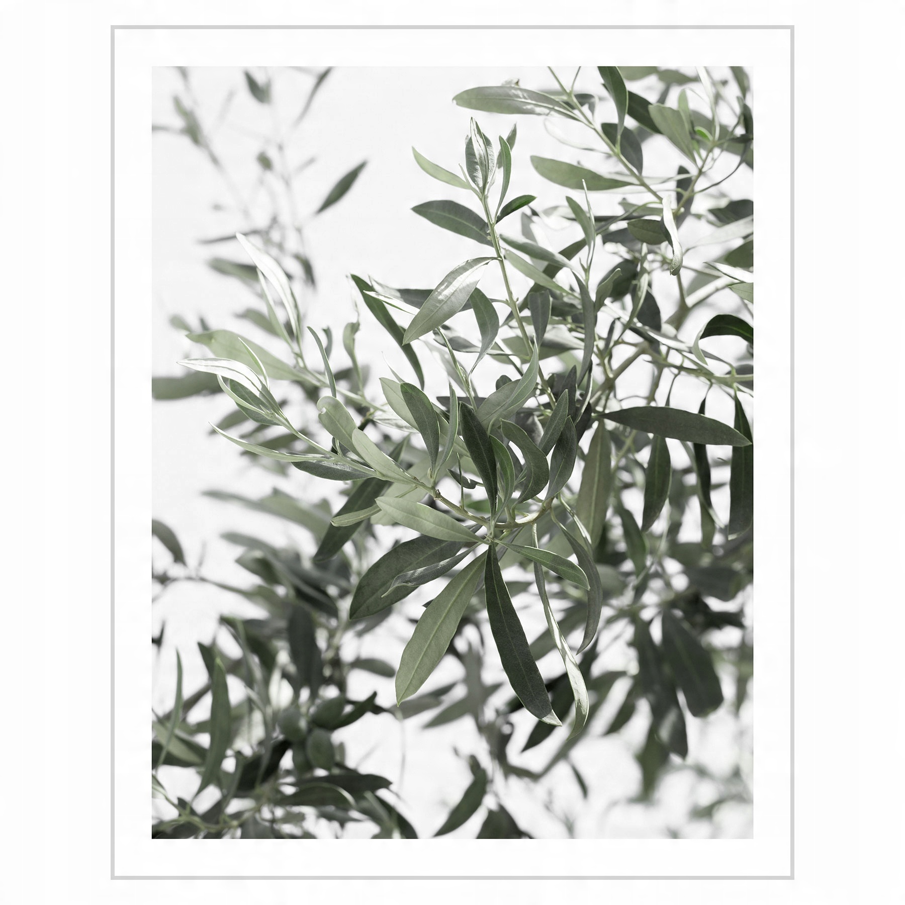 

Plakat 40x50 Liście oliwki