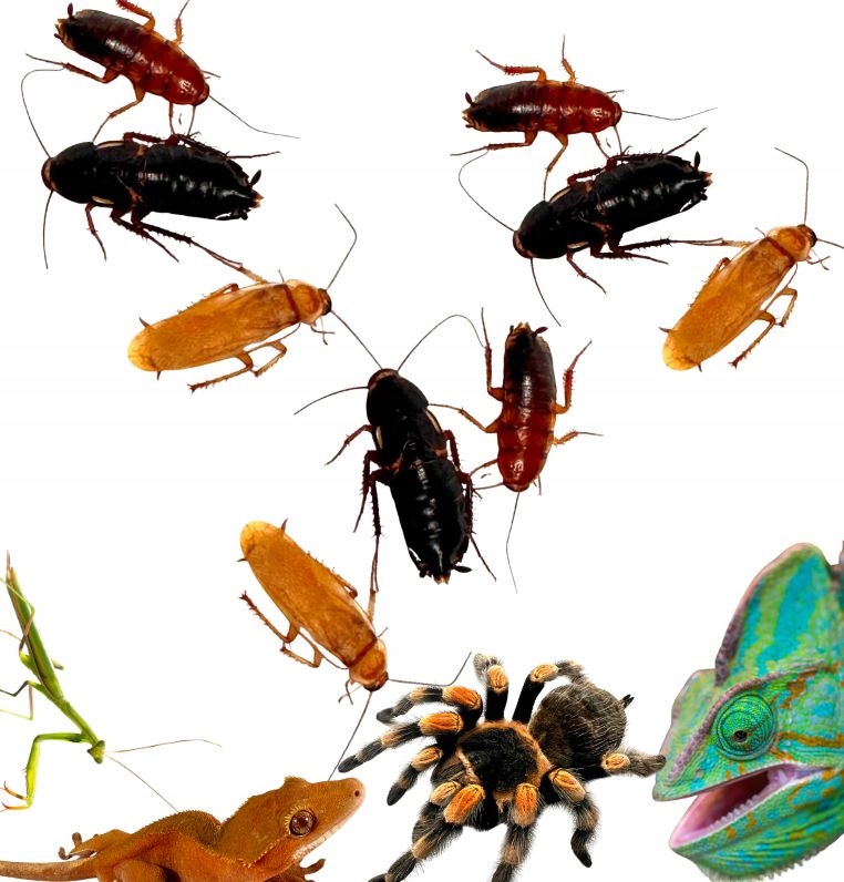 Турецкий таракан SEMI/SUB / ADULT ~2 см 50 шт.