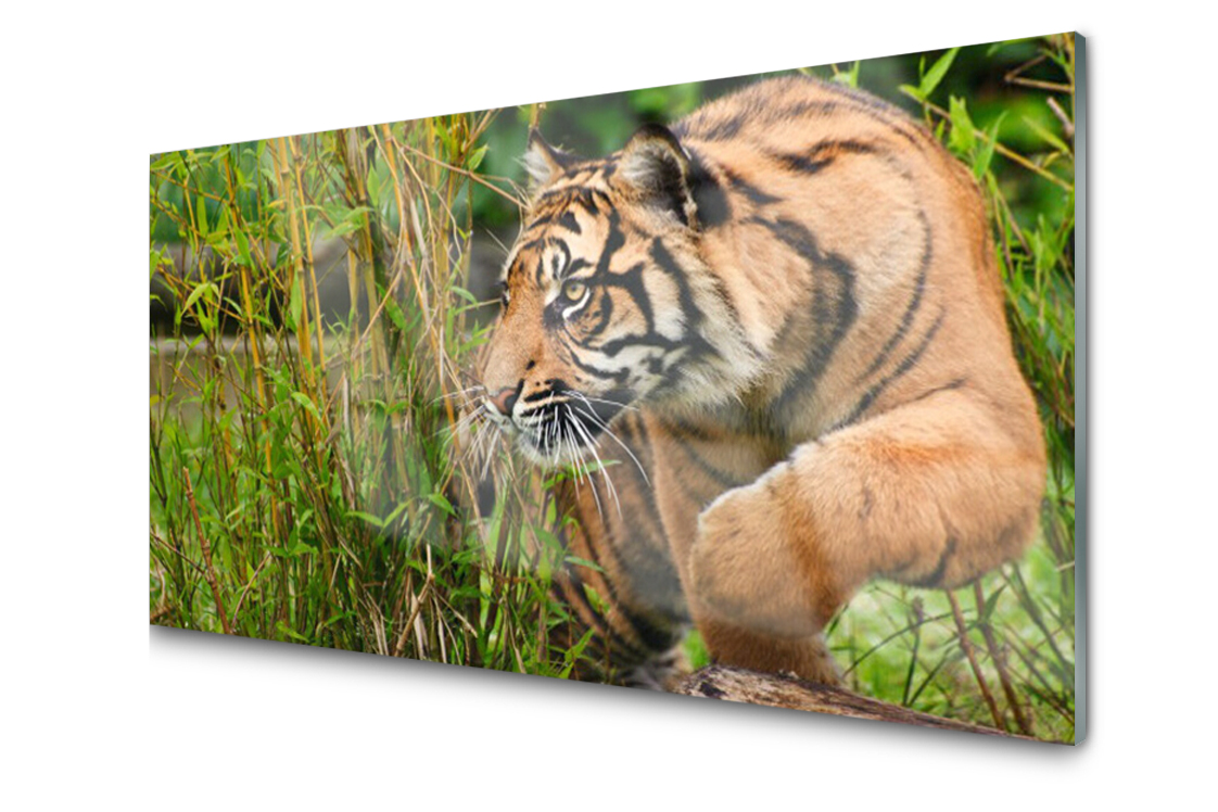 Sklenený panel dekor Tiger Zvieratá 120x60