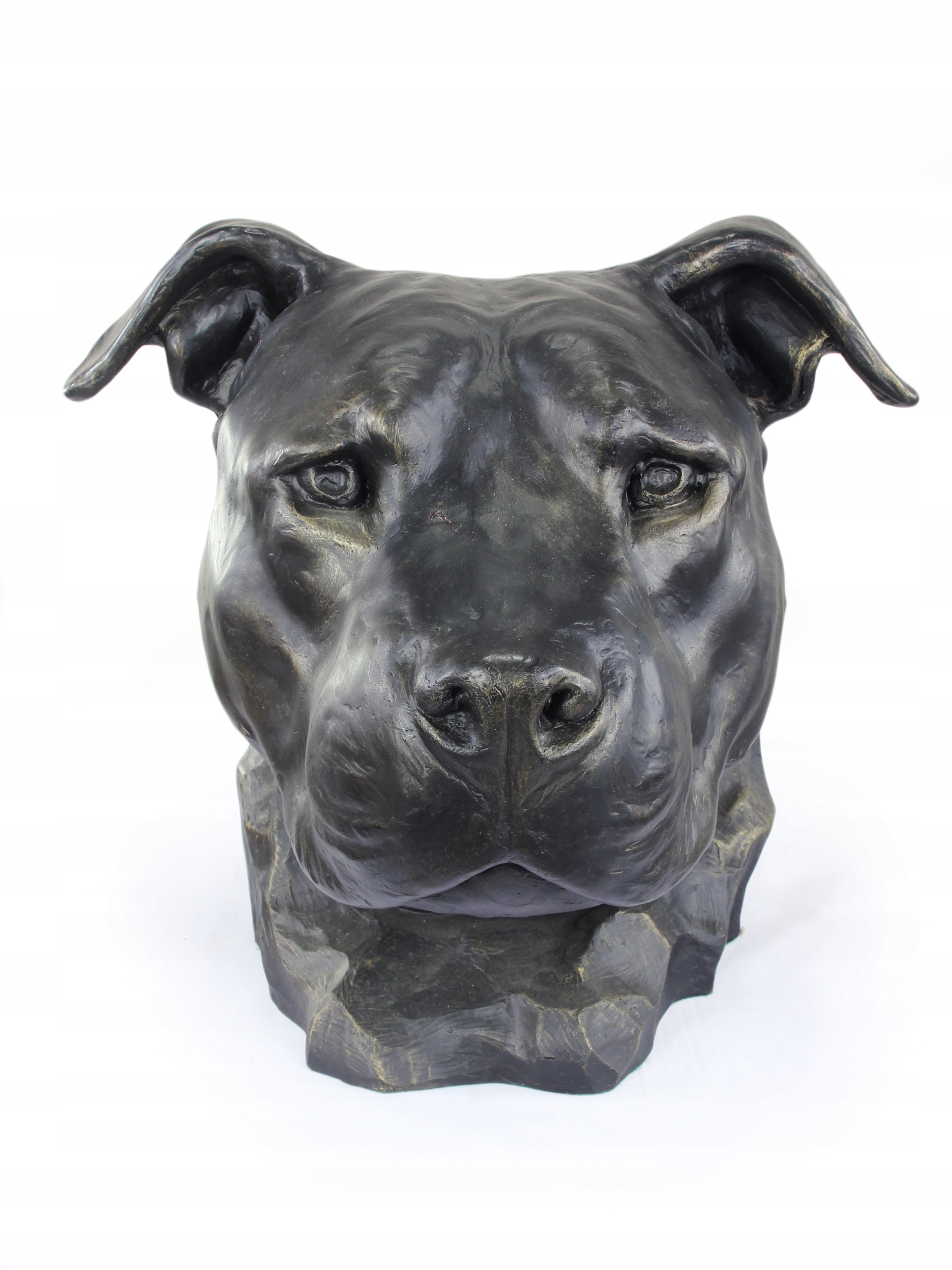 Amerykański Staffordshire terrier, Amstaff, Amstaf I popiersie psa, duża