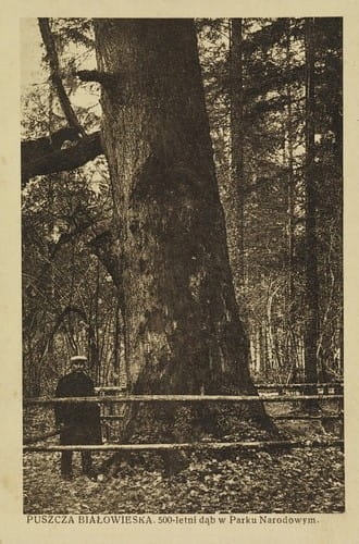 Białowieża - Reprodukcja 14603