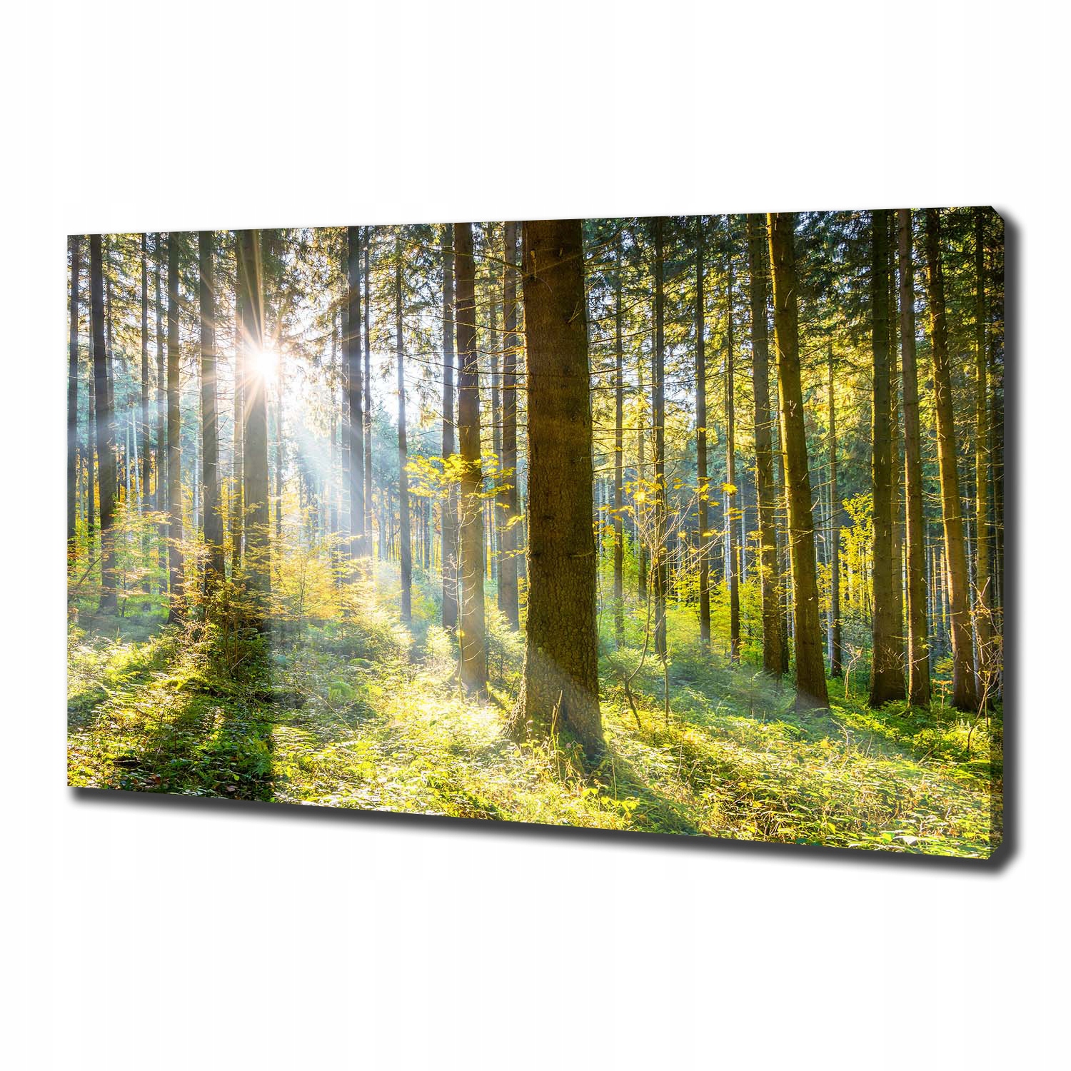 

Duży foto obraz na płótnie Las w słońcu 100x70 cm
