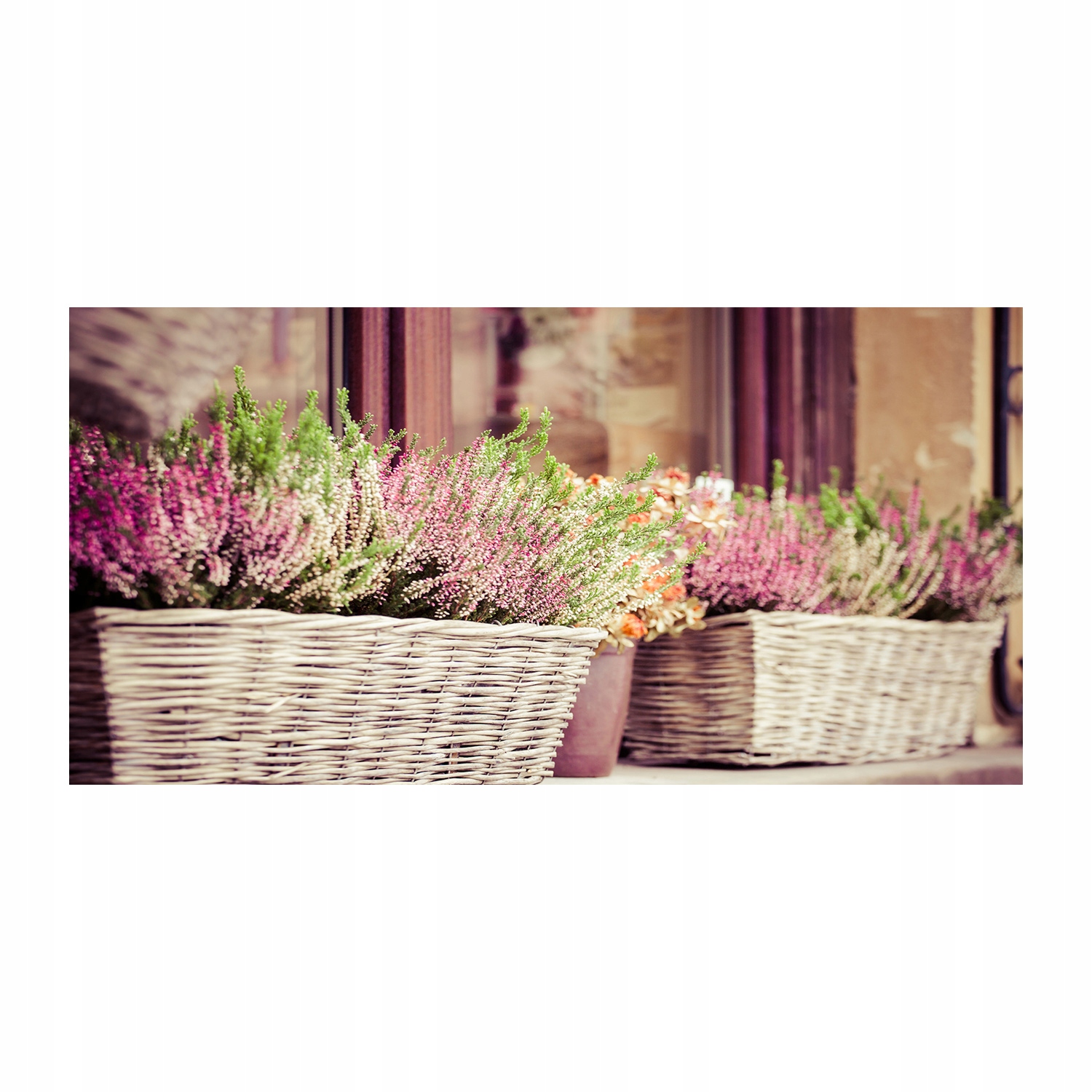 

Foto-obraz akrylowy Lawenda w doniczce 140x70 cm