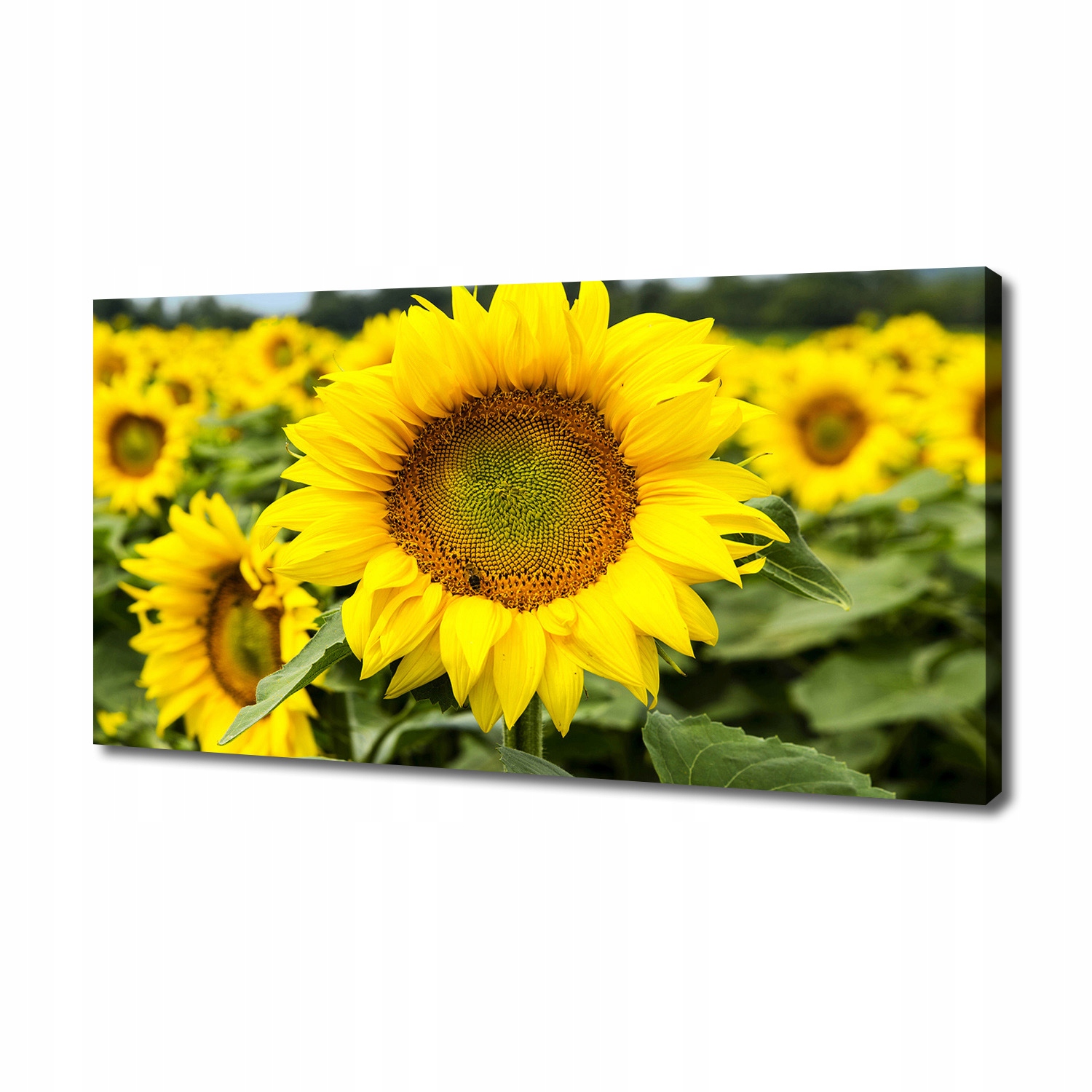 

Foto obraz na płótnie Pole słoneczników 140x70 cm