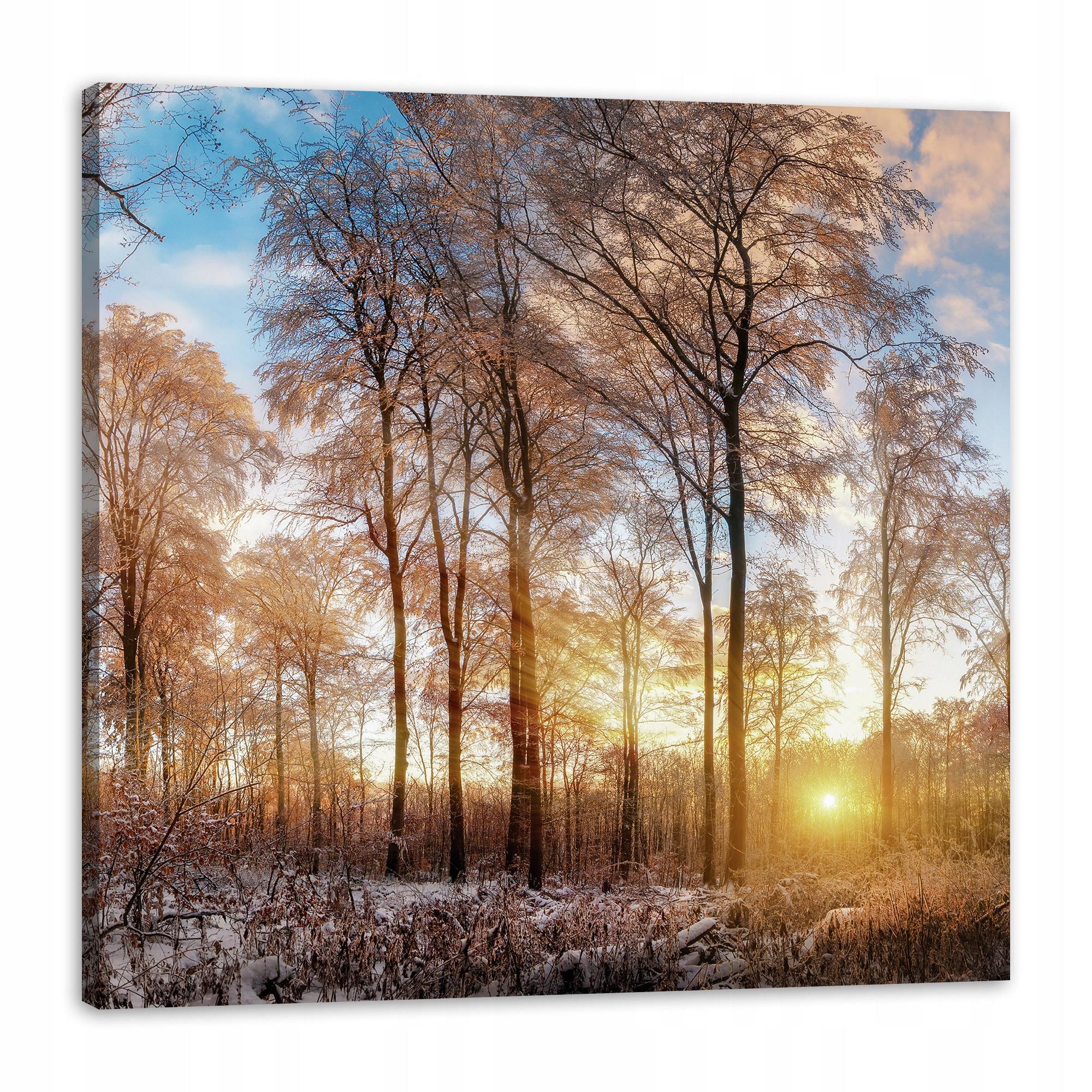 Obraz na plátně Stromy Zima Vycházející Slunce 80x80 cm