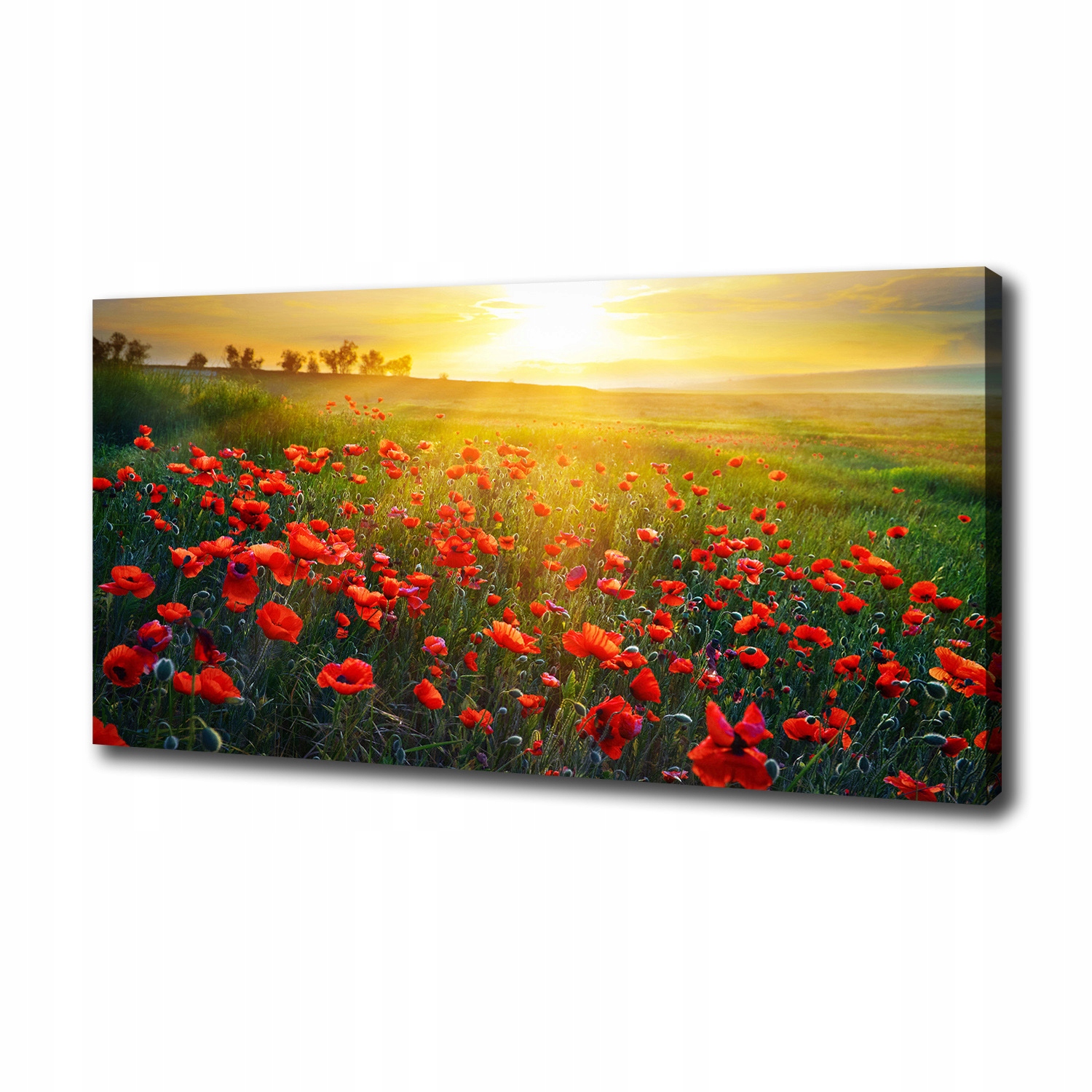 

Foto obraz canvas na ścianę Pole maków 100x50 cm
