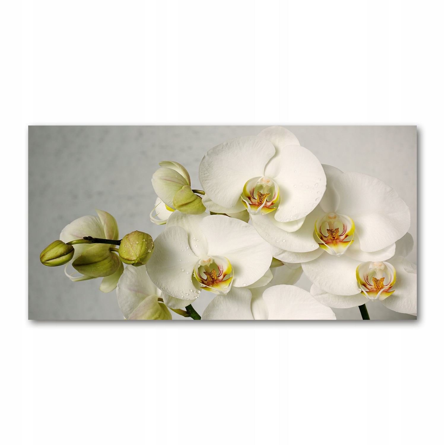 

Foto-obraz akryl Biała orchidea zdjęcie 140x70 cm