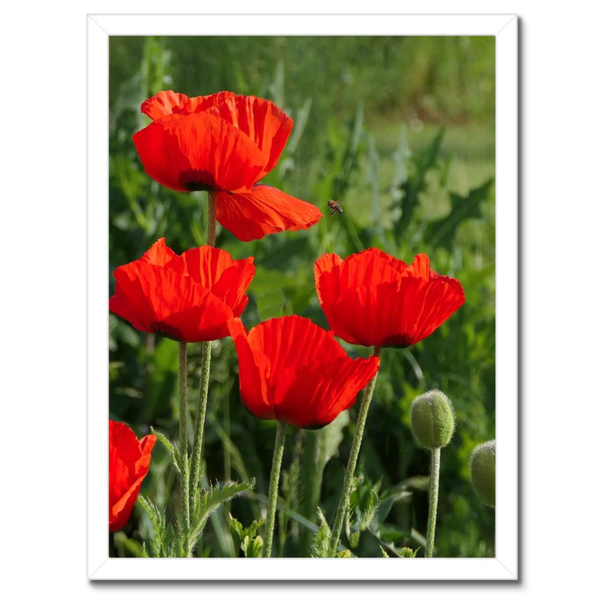 Plakáty v rámu 30x40 Mák Máky Květiny