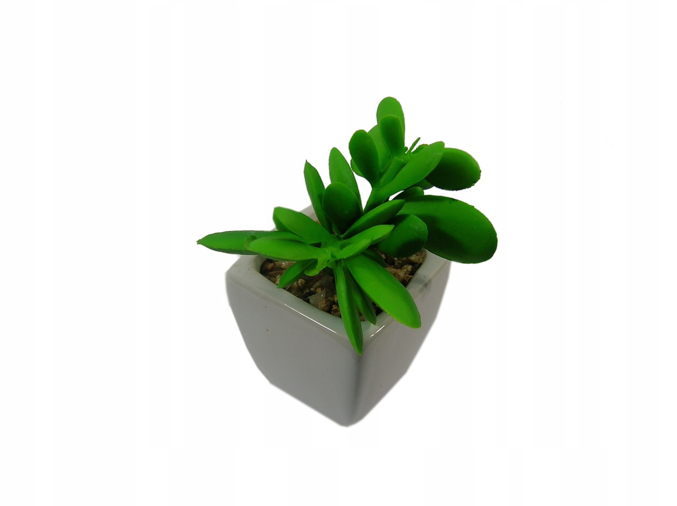 

V. Sukulenty W Osłonce