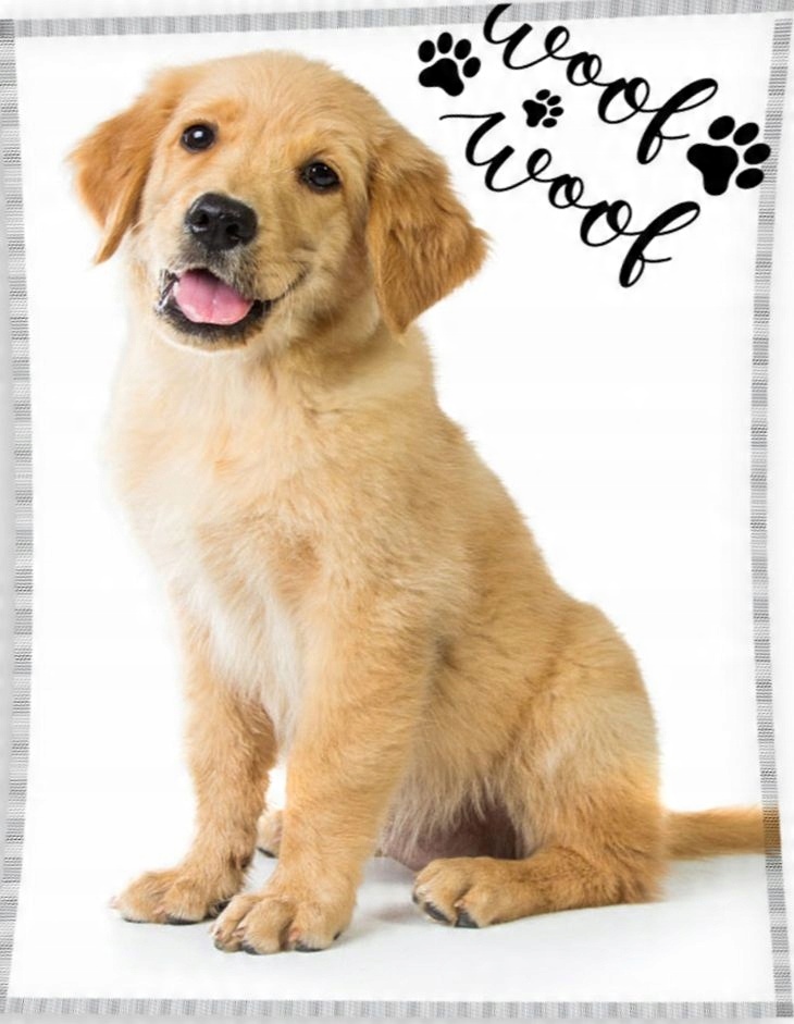 

Duży Koc Golden Retriever Pies Szczeniak Labrador