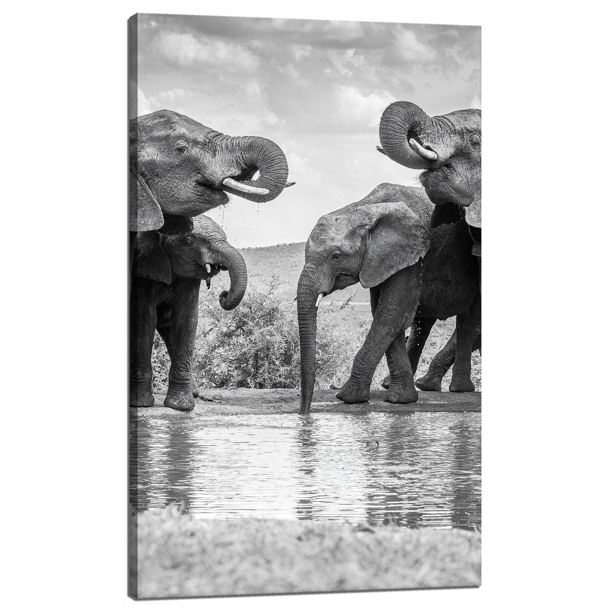 Obraz na plátně Sloni u vody Šedá příroda 60x100 cm