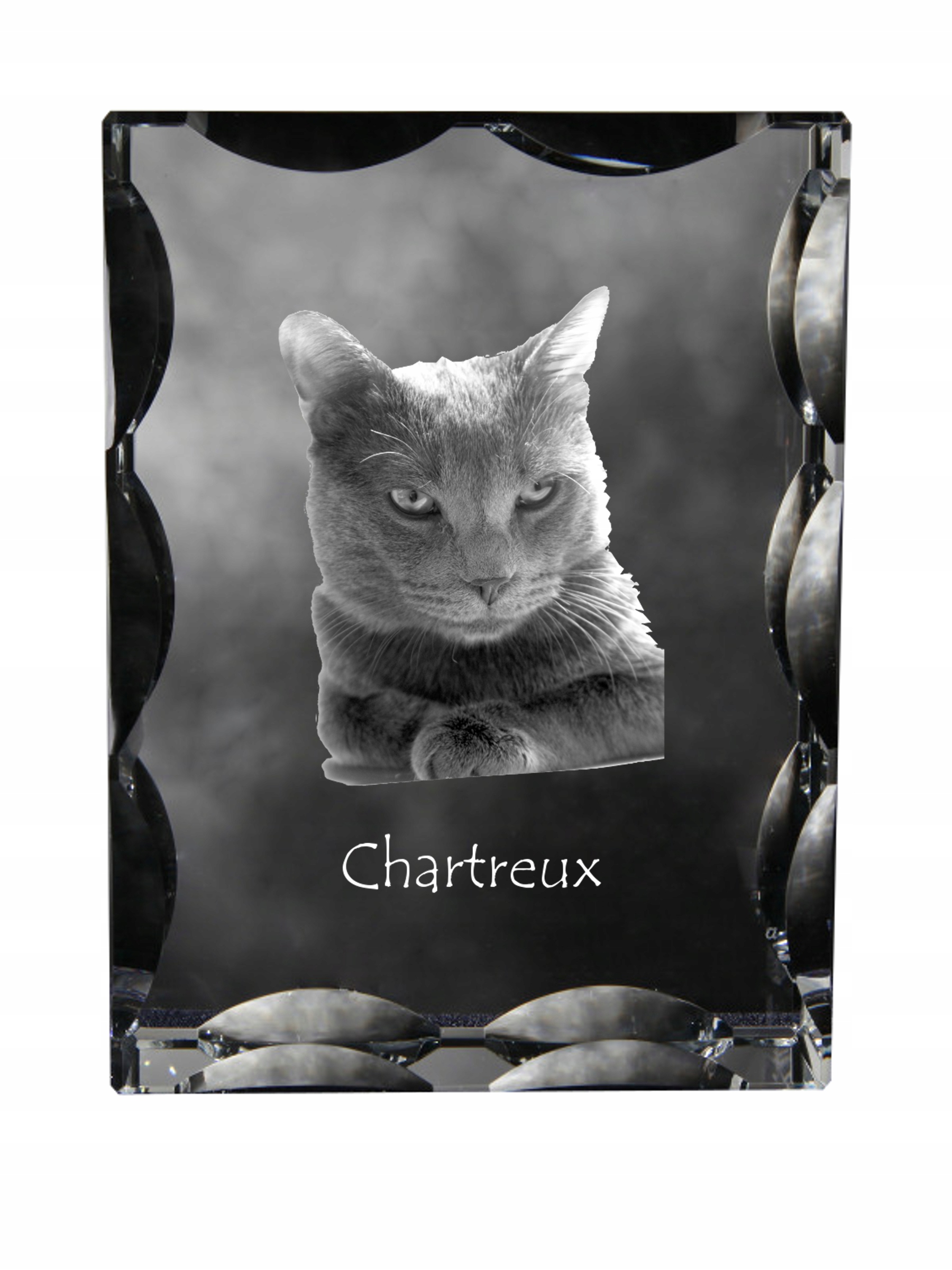 Mačka Chartreux fotografia v ozdobnom kryštáli, suvenír, dekorácia domu