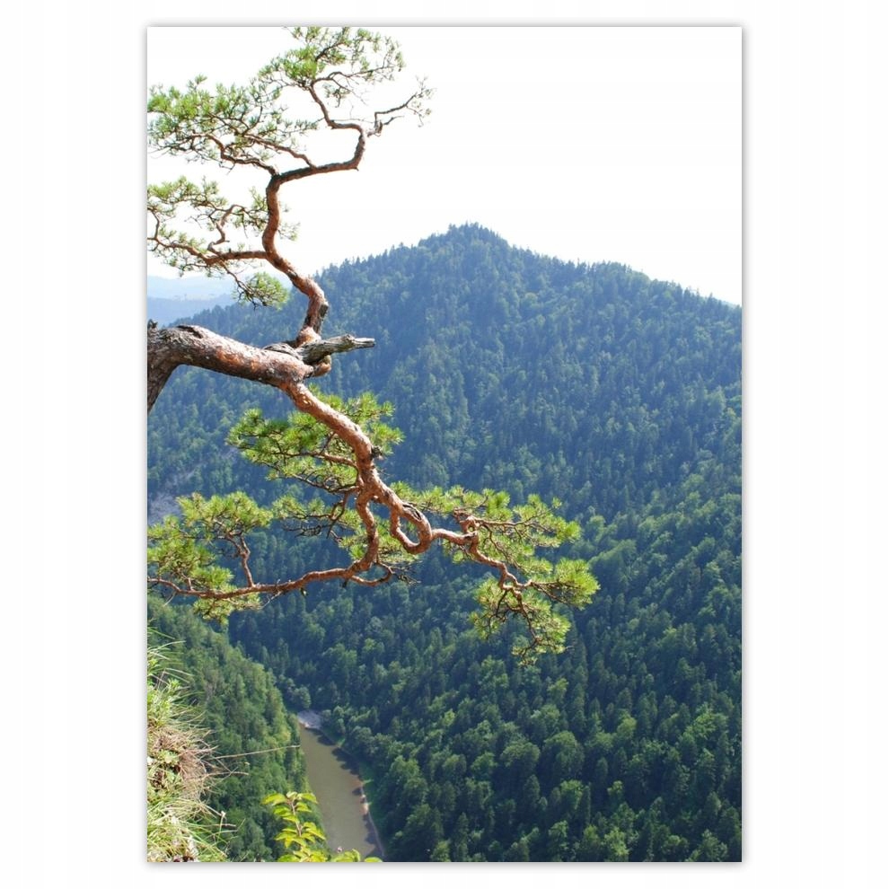 

Naklejki 50x70 Samotne drzewo