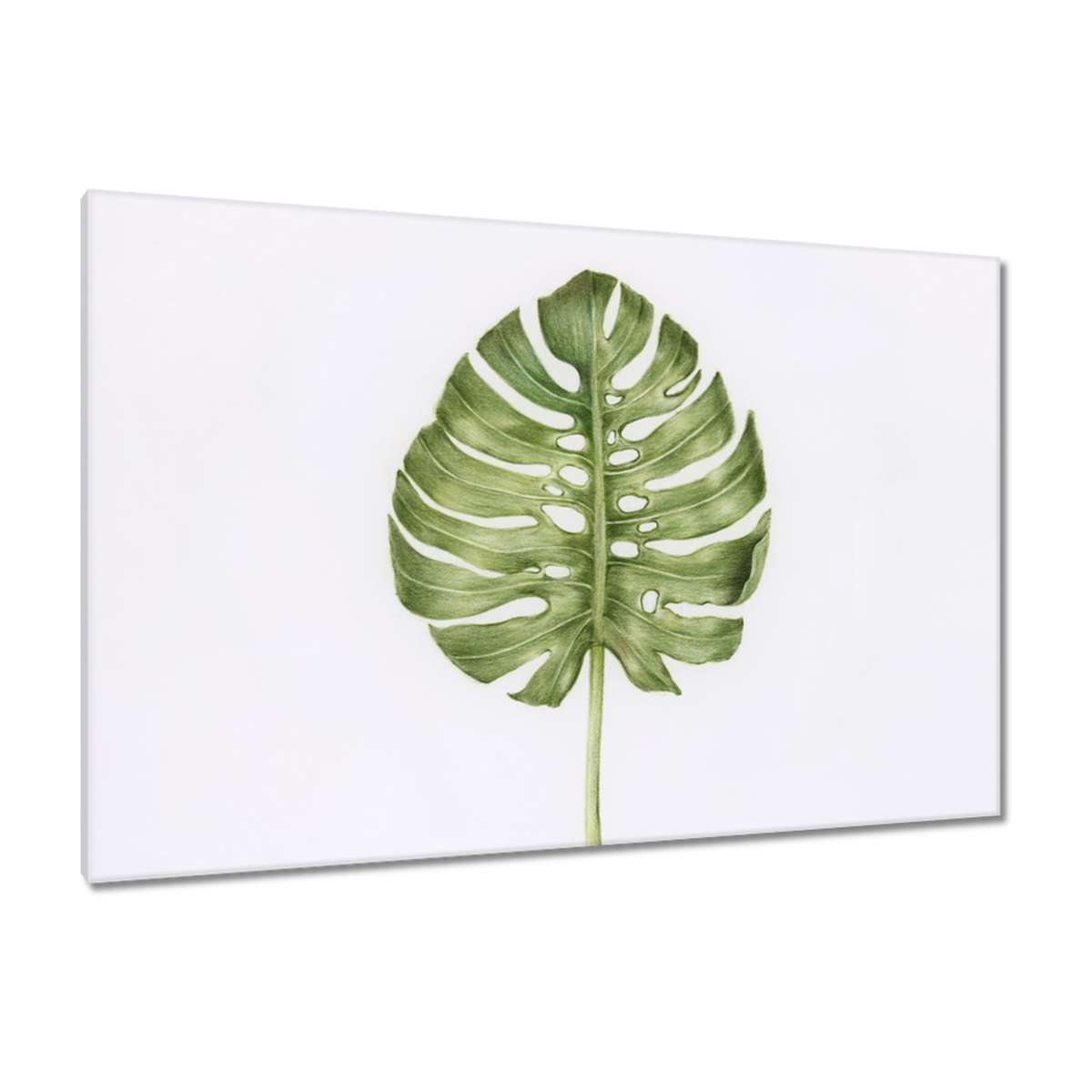Obrazy 120x80 List Monsera děravý