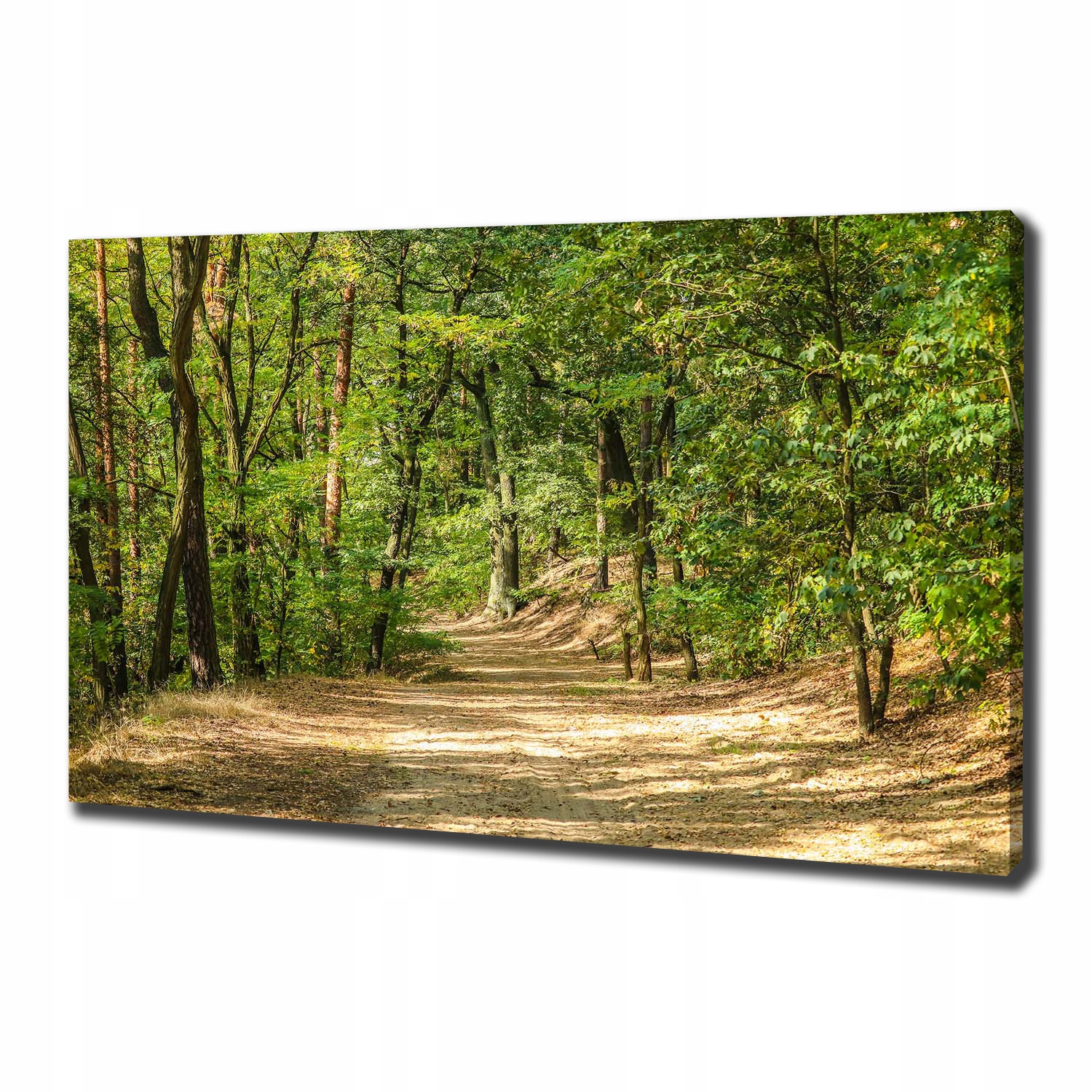 

Foto obraz na płótnie Leśna ścieżka 100x70 cm