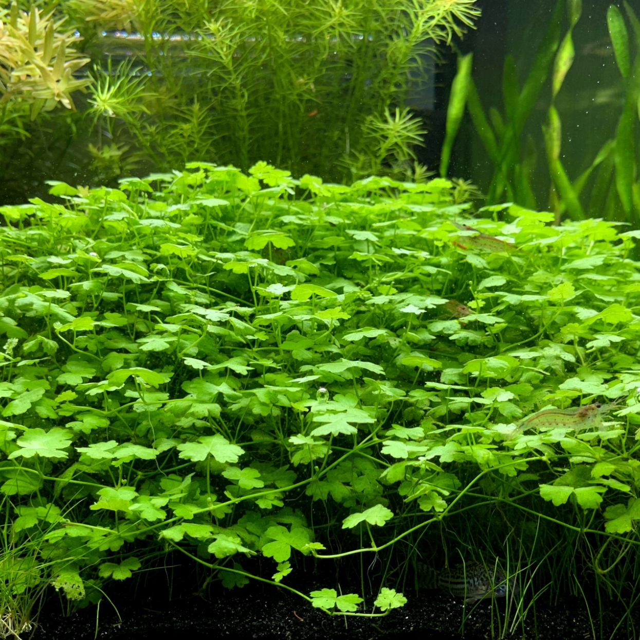 Hydrocotyle tripartita Japan - RA koszyk duży XXL