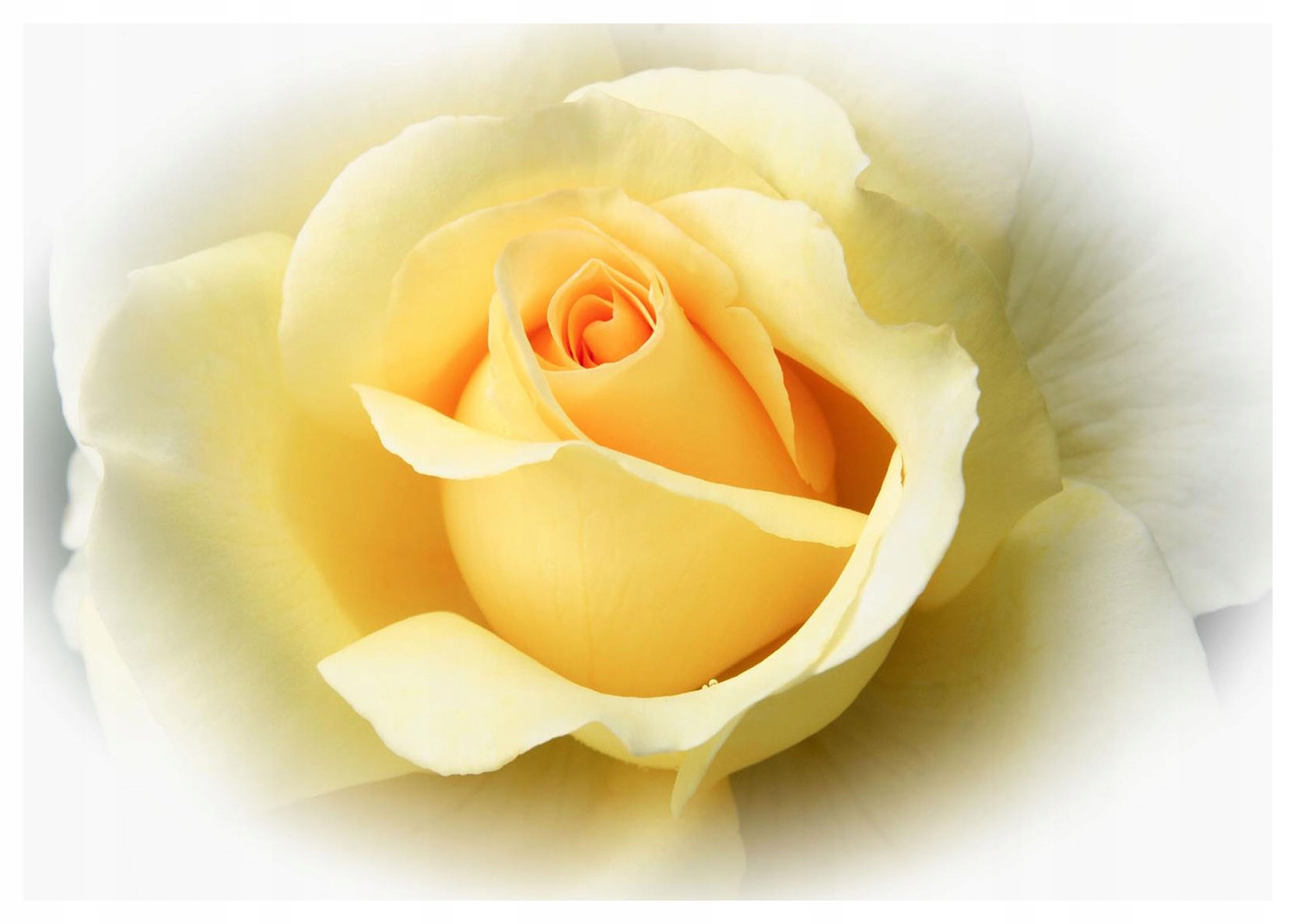 Fototapeta Žlutá růže Makro Elegance Klidná vinylová 254x184 lepidlo