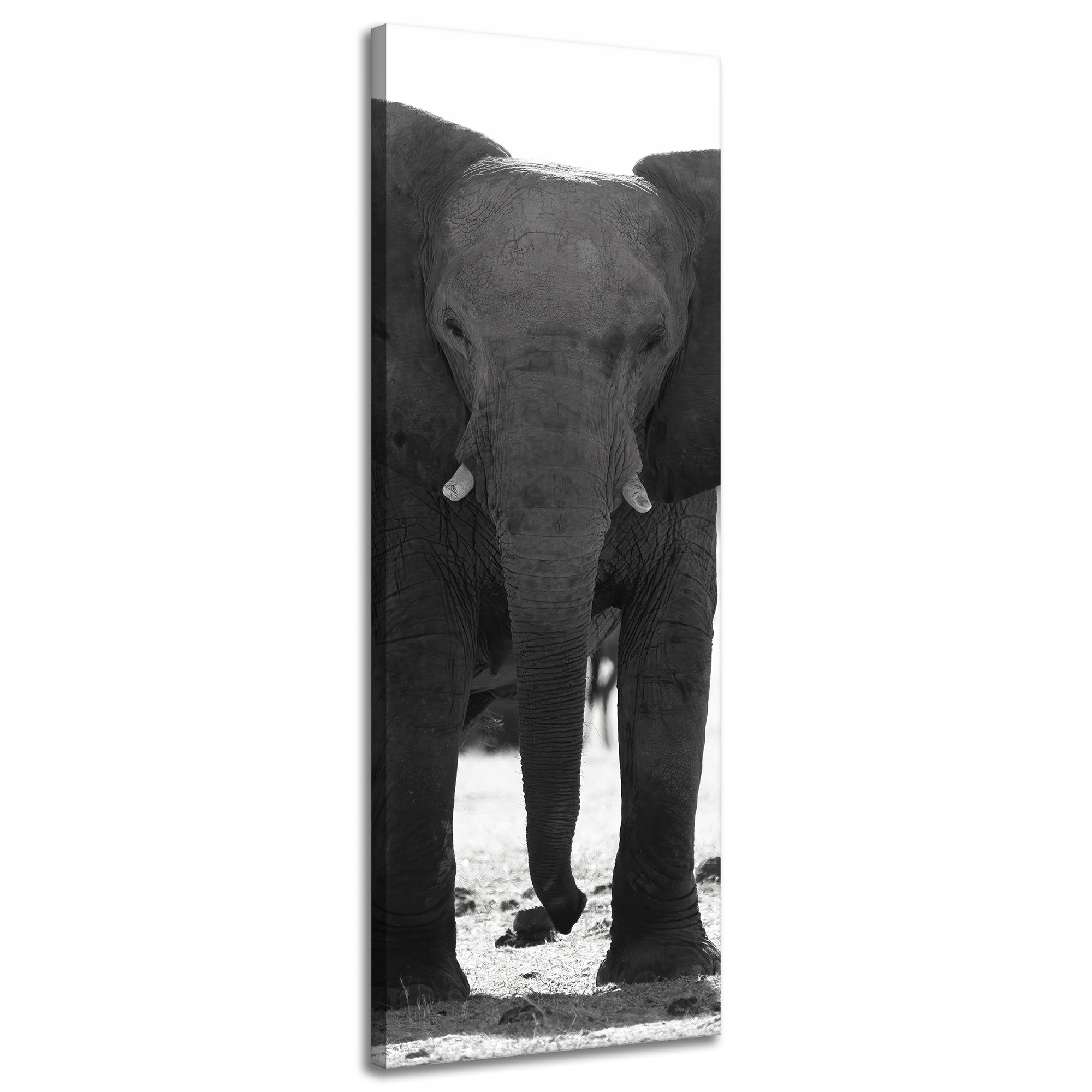 Obraz na plátně Šedý slon Příroda Černobílá 40x120 cm