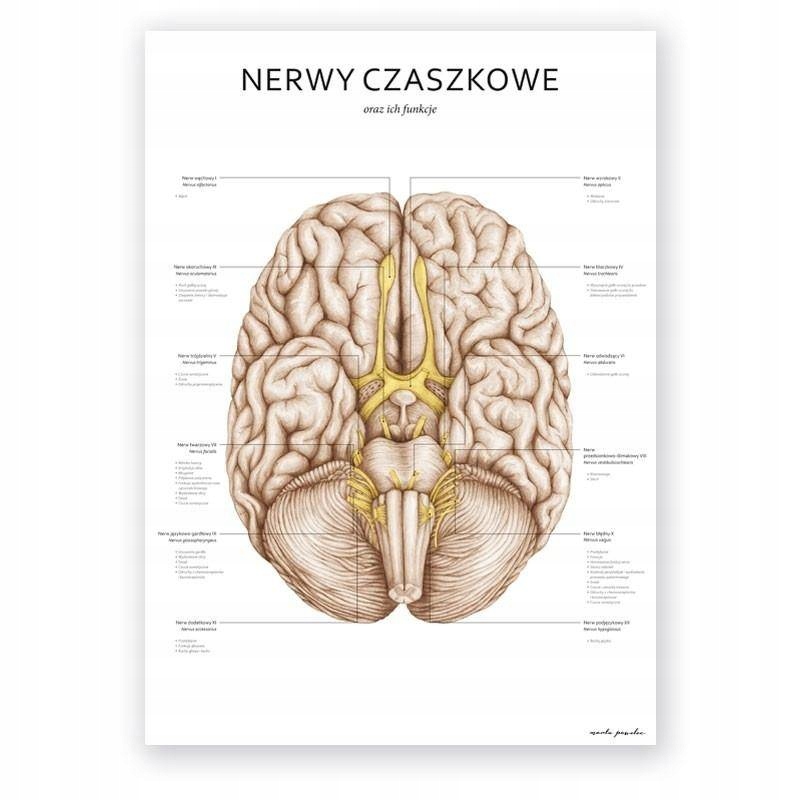 Plansza tablica anatomiczna plakat nerwy czaszkowe