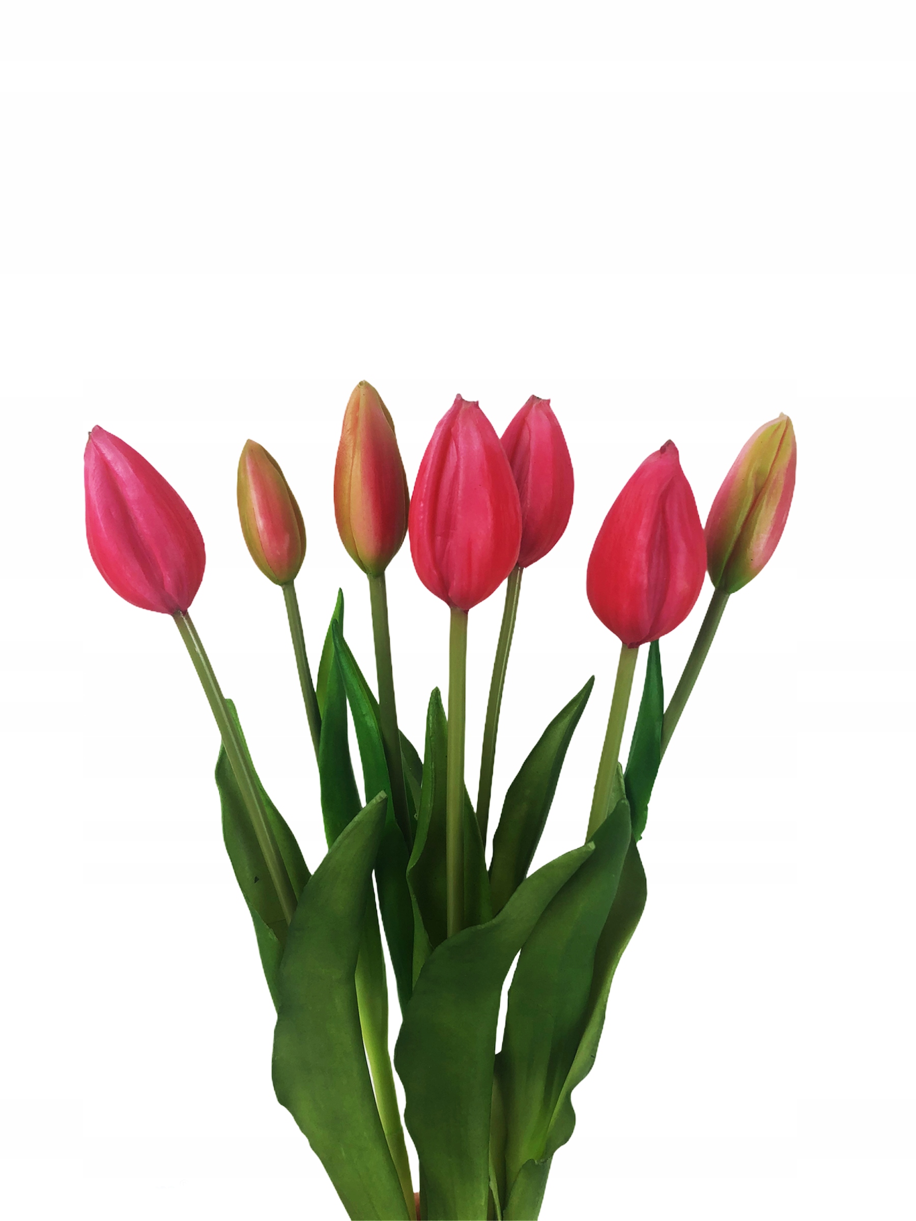 

Tulipany Gumowane bukiet 7 szt różowy malinowy