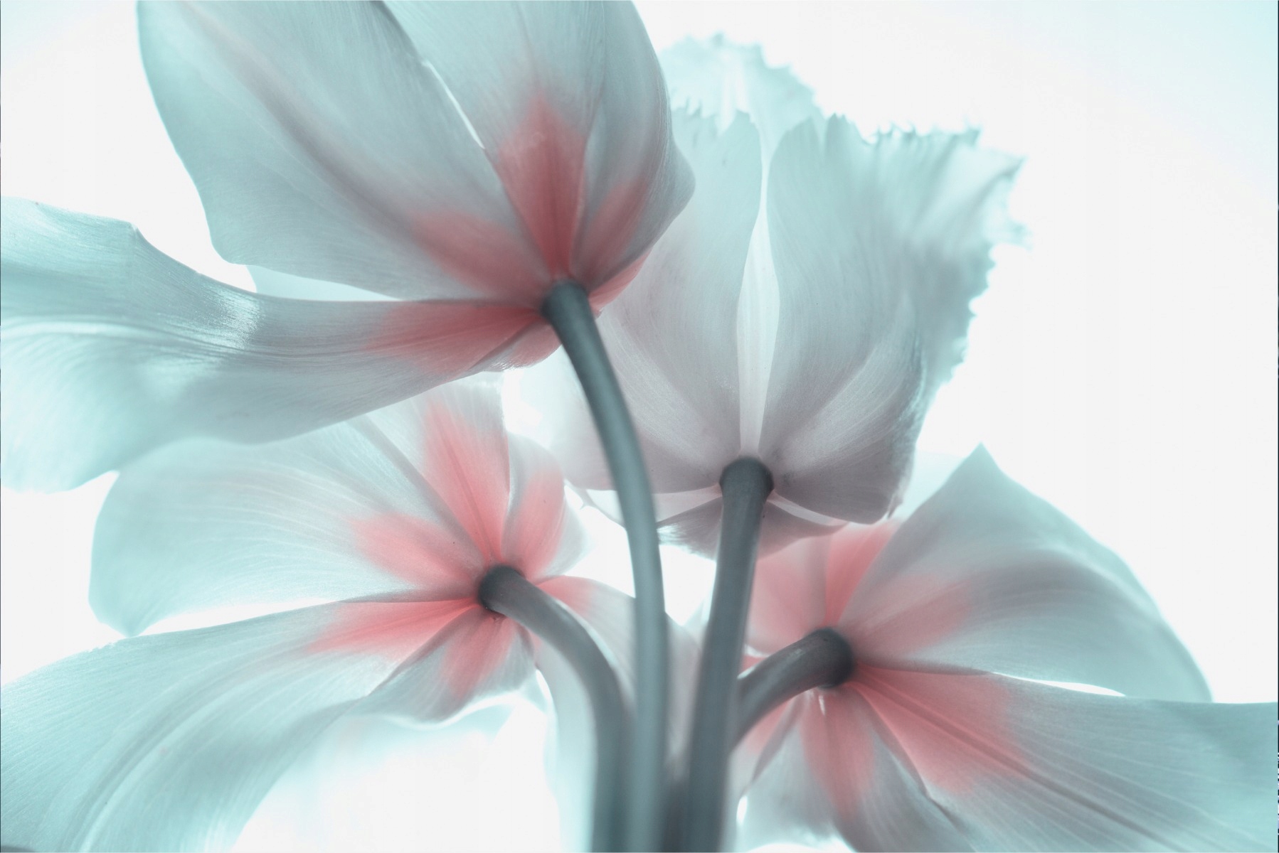 Fototapeta do obývacího pokoje květiny Tulipány 3D 90x135