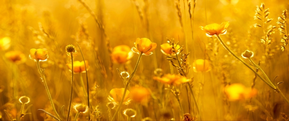 

Tapeta flizelinowa Łąka Kwiaty 250x104