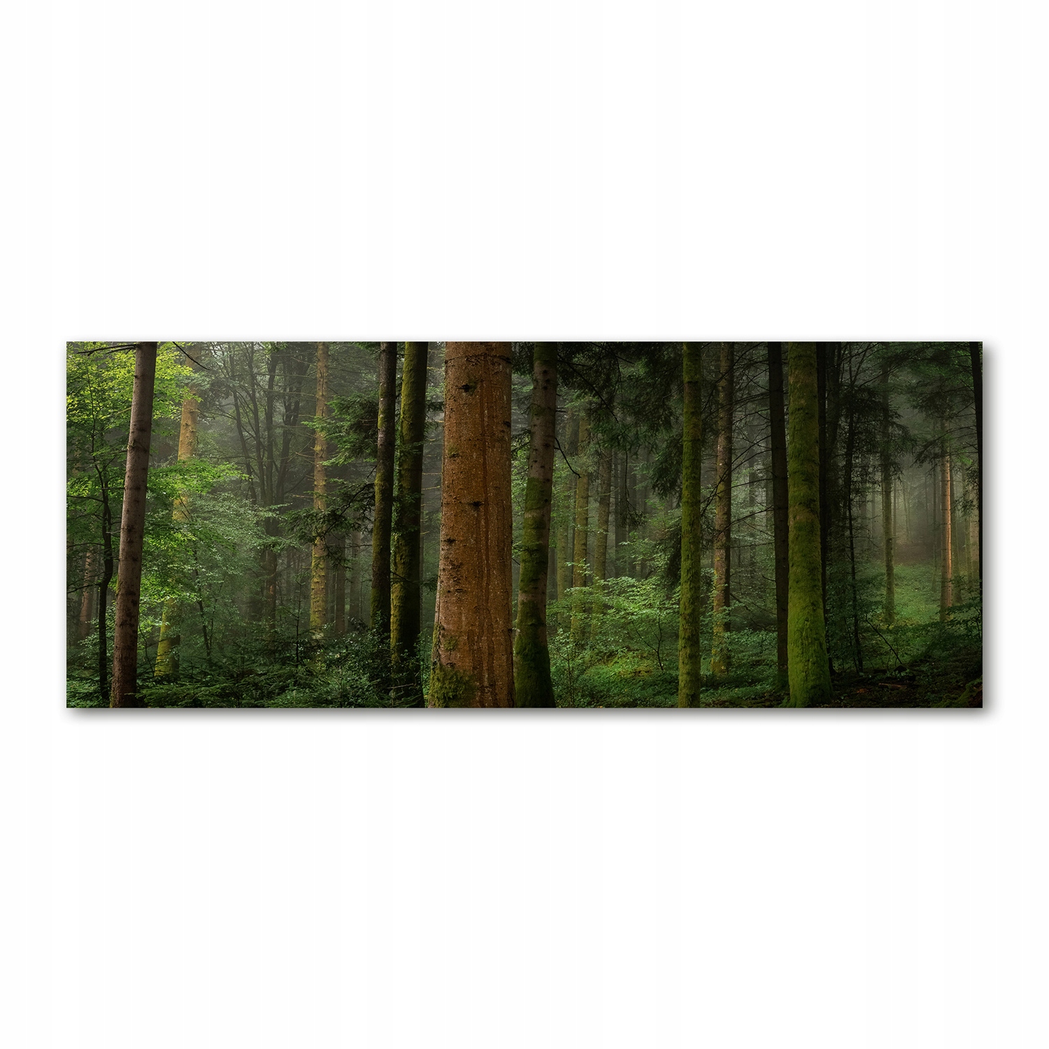 

Foto obraz akryl zdjęcie Mgła w lesie 125x50 cm