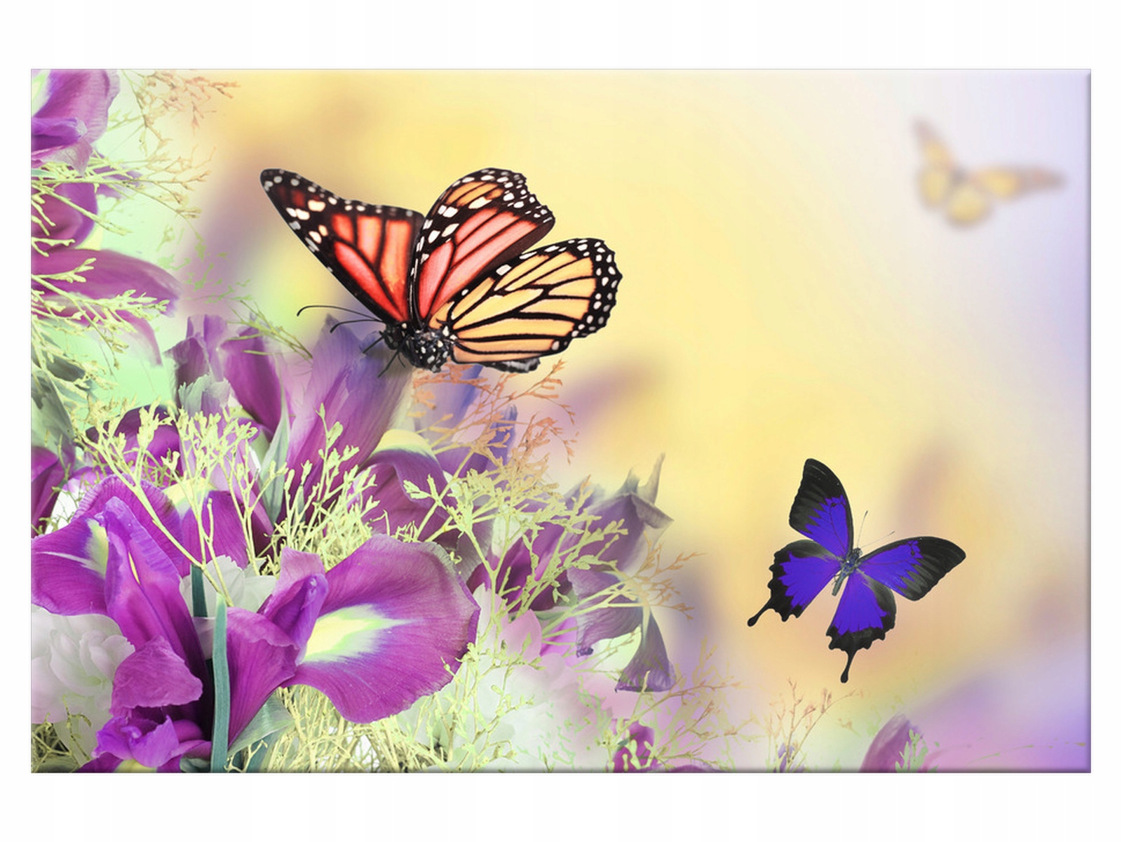 

Obraz Full color butterfly 120x80 Motyl 1239A_1B