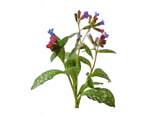 Equiherbs, Zioła dla koni Miodunka, 1 kg