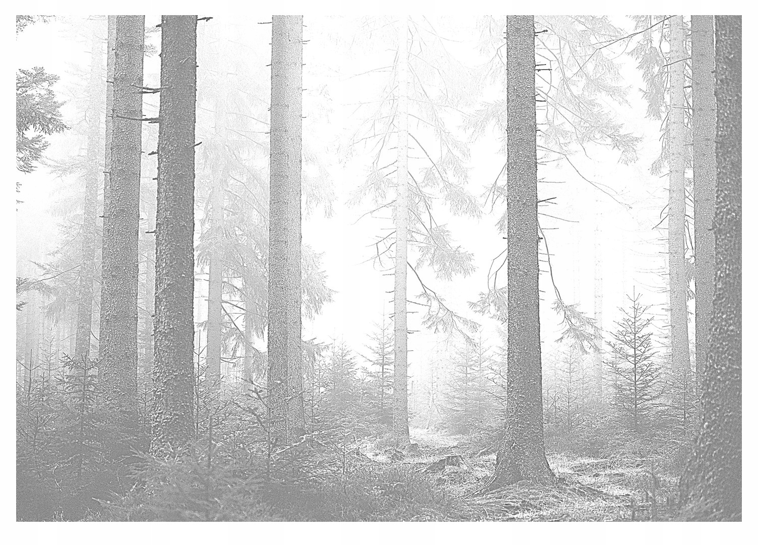 Fototapeta Les V Mlze stromy černobílá 312x219