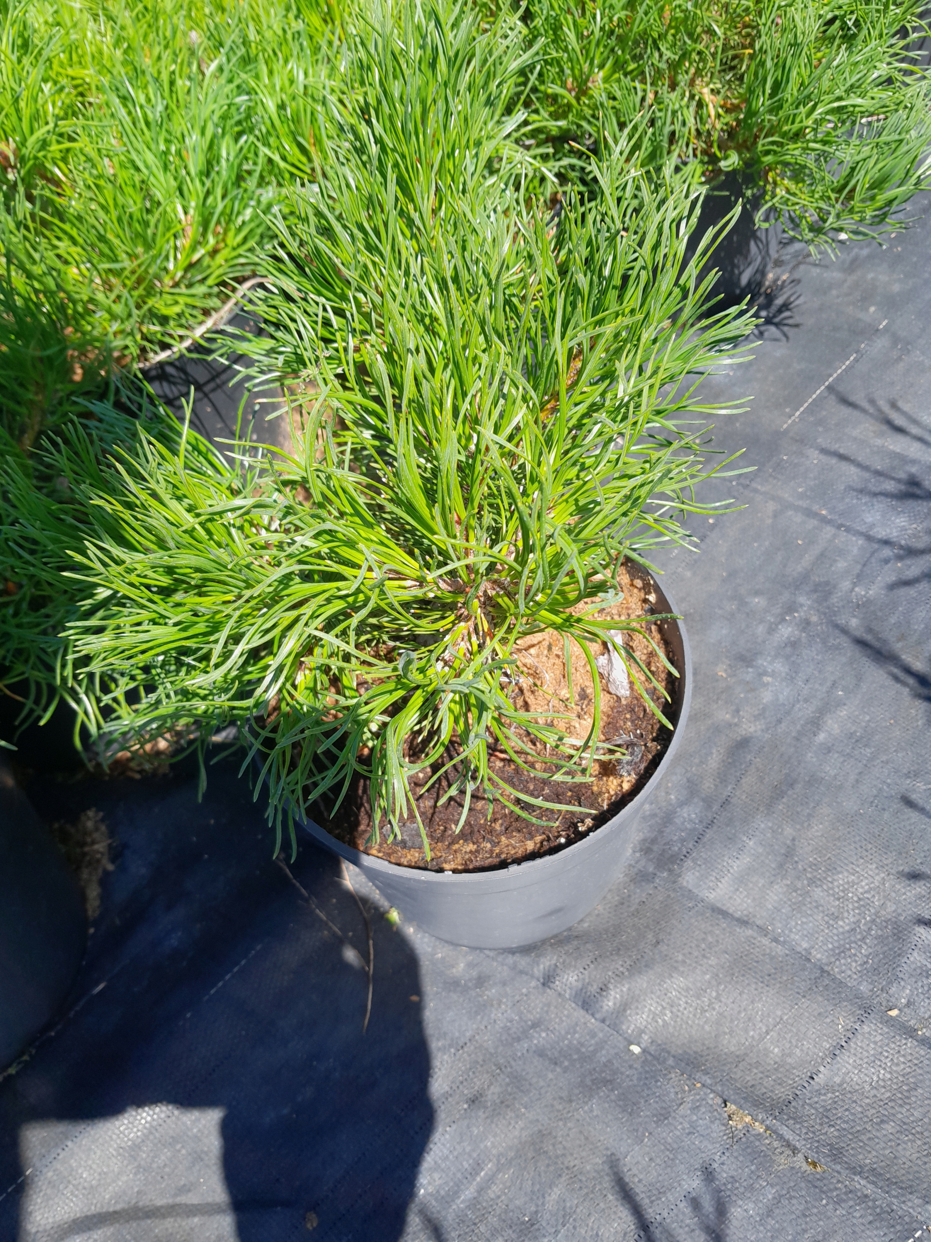 Сосна крючковатая Pinus uncinata Сосна 2л на откос
