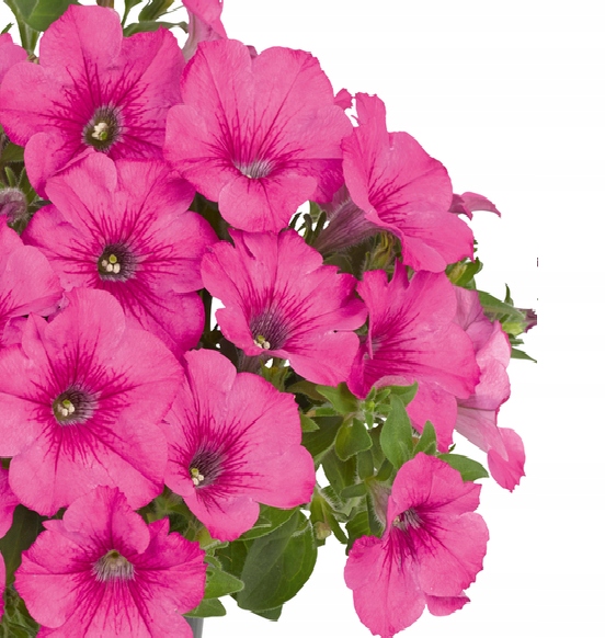 Petunia hybrida Fanfare Hot Rose DUŻE KWIATY (2137Zielone) • Cena ...