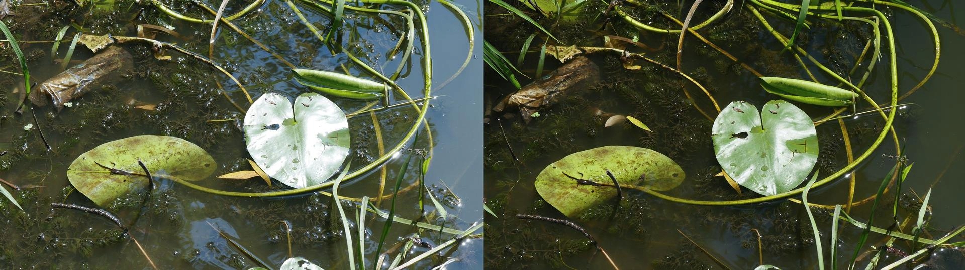 MARUMI Magnetic Slim FILTR POLARYZACYJNY CPL 67 mm EAN (GTIN) 4957638754118