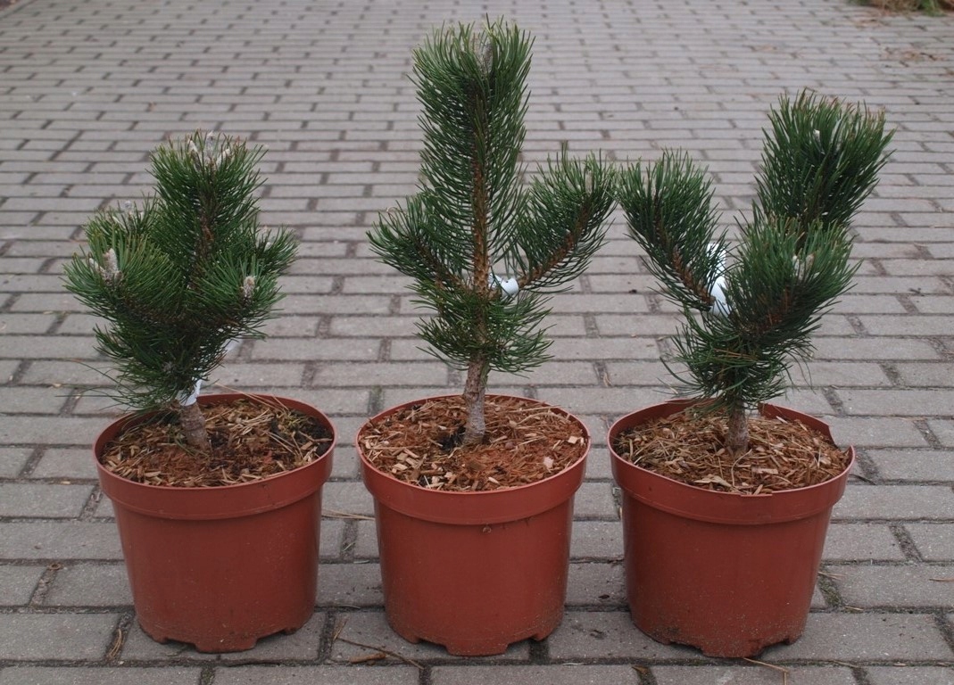 Pinus nigra sosna czarna Oregon Green Numer paszportu (sekcja C) PS/2022