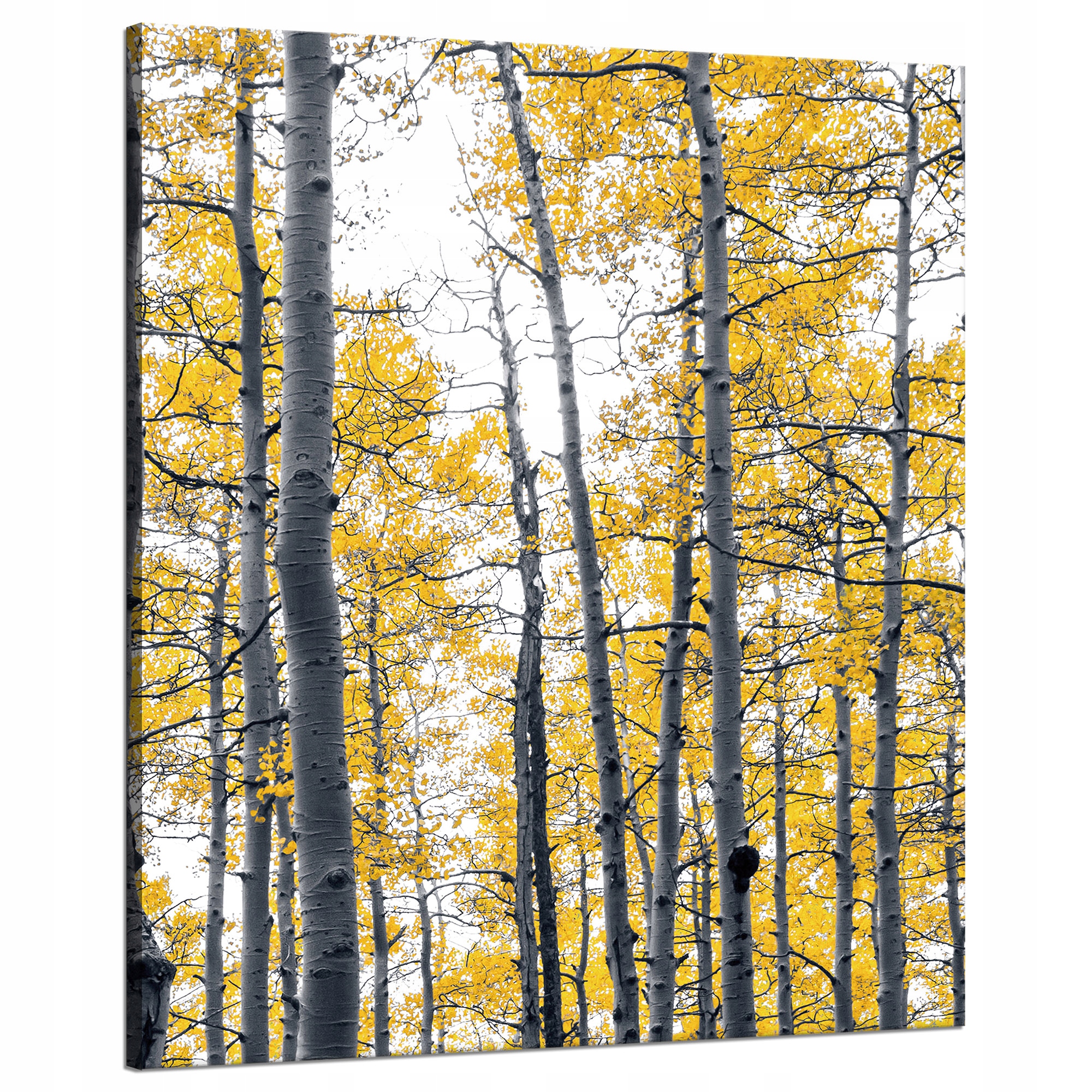 Obraz na plátně Břízy Žluté listy Příroda Jaro 80x100 cm