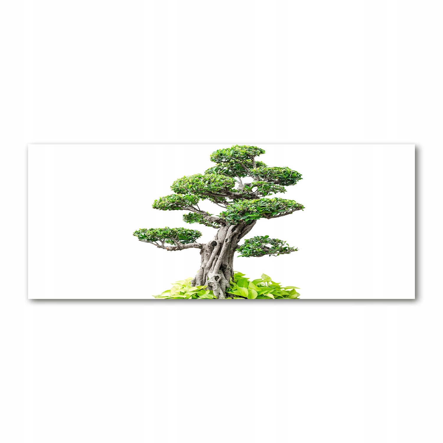 

Foto obraz akryl zdjęcie Drzewo bonsai 125x50 cm