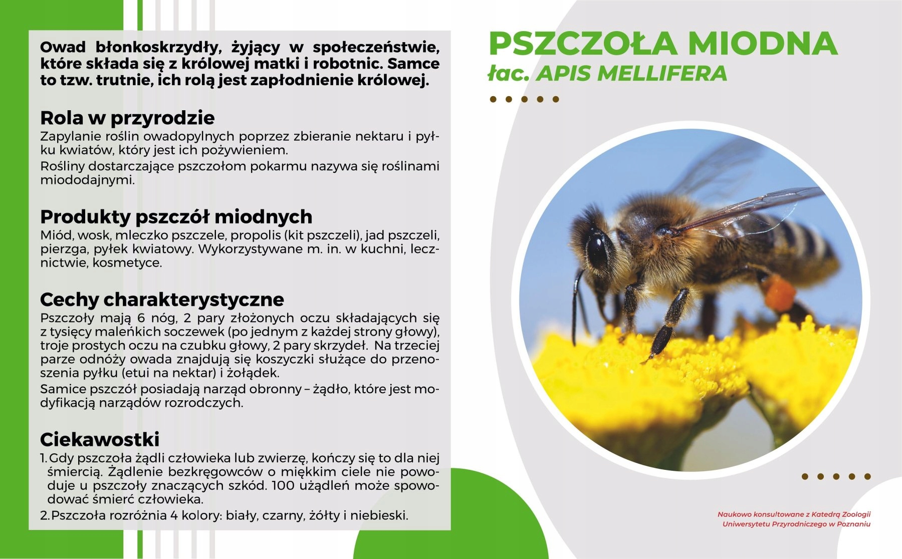 Vedecká tabuľa Téma Včela Medna 49x30 cm na rám Model Wojtek 1 Mkw