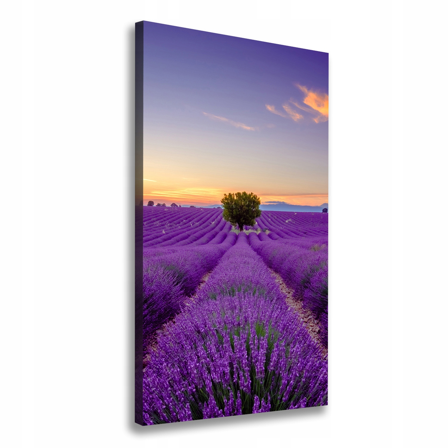 

Foto obraz canvas do salonu Pole lawendy 60x120
