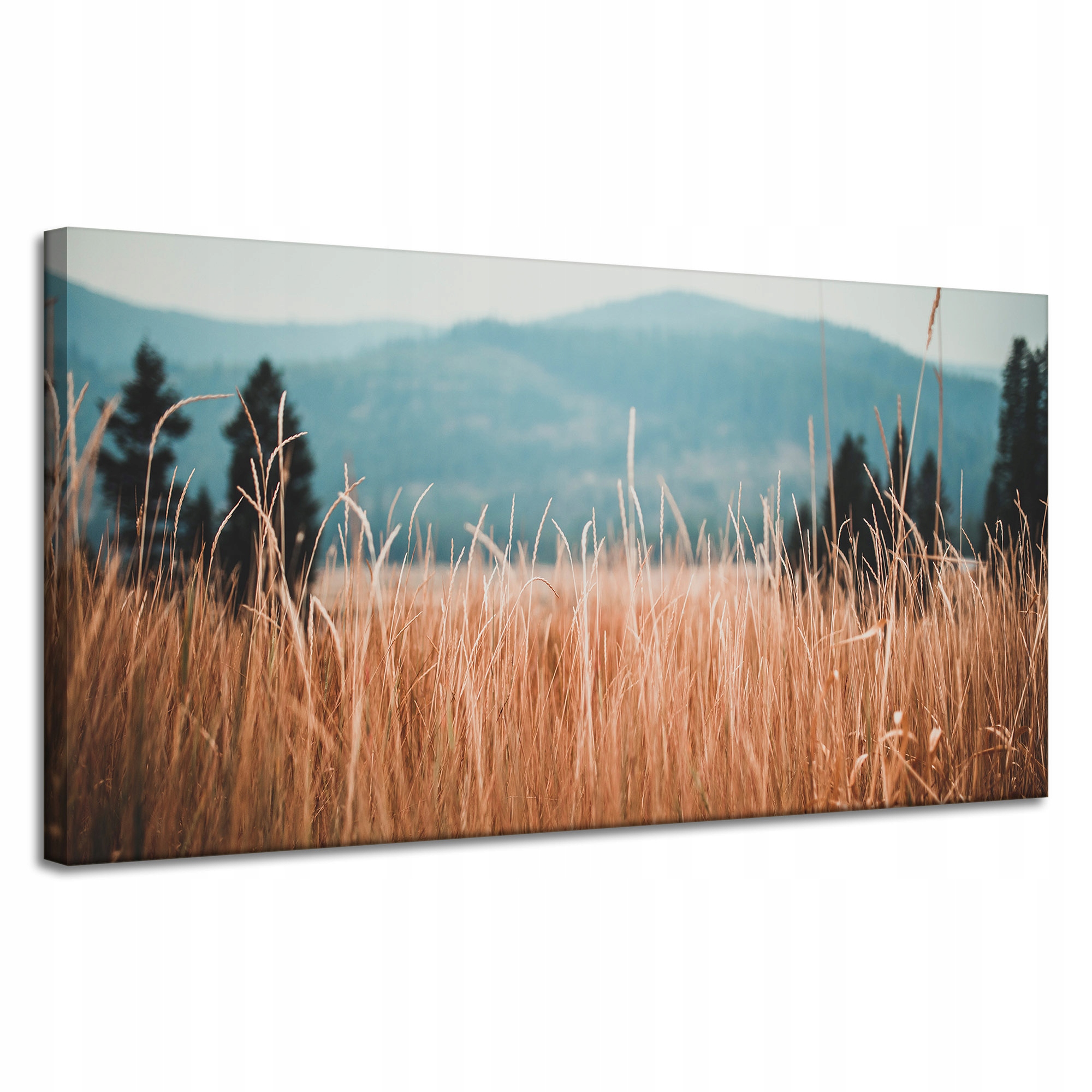 Obraz Canvas Příroda Stébla trávy slunečno 120x60