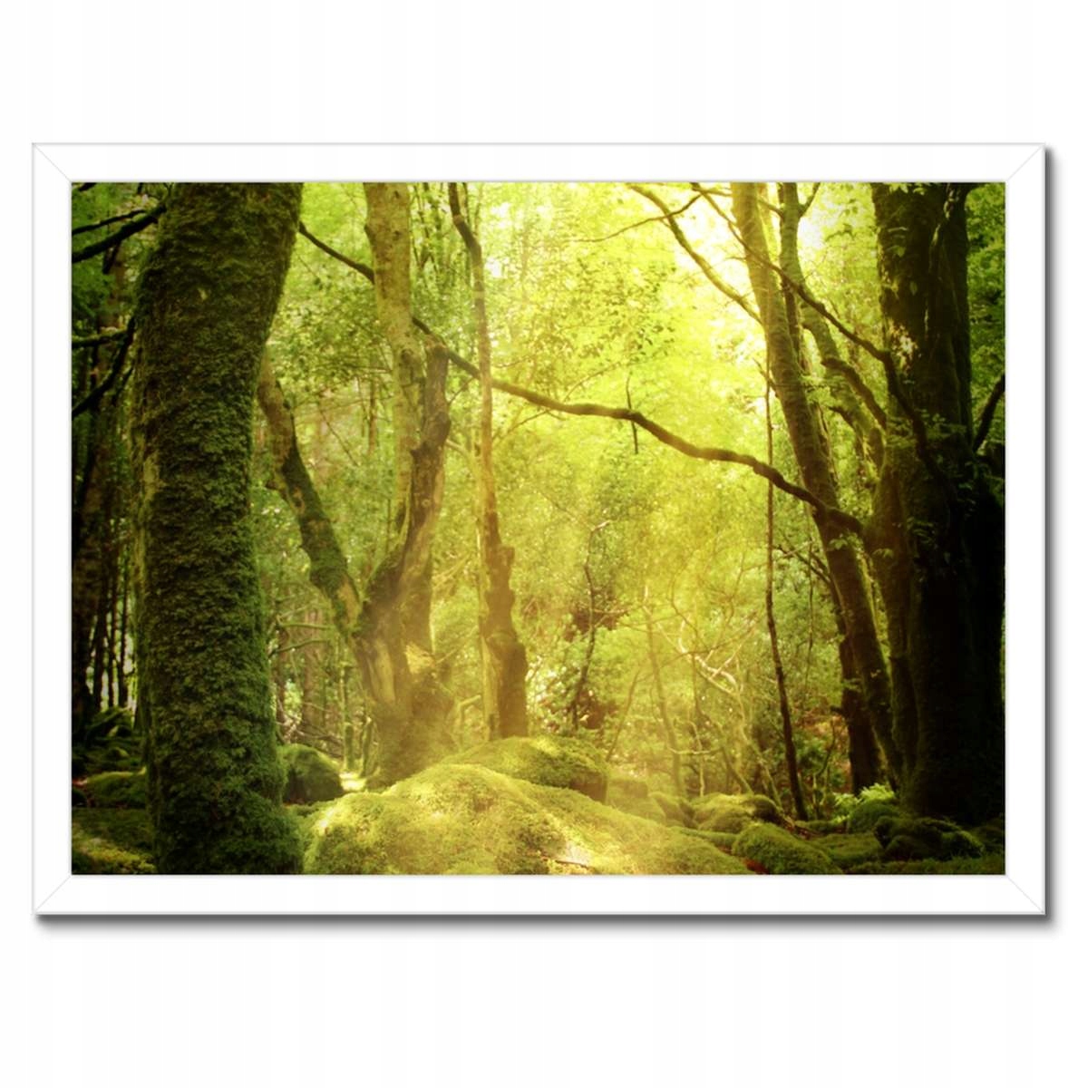 Plakáty v rámu 40x30 Kouzelný les Krajina