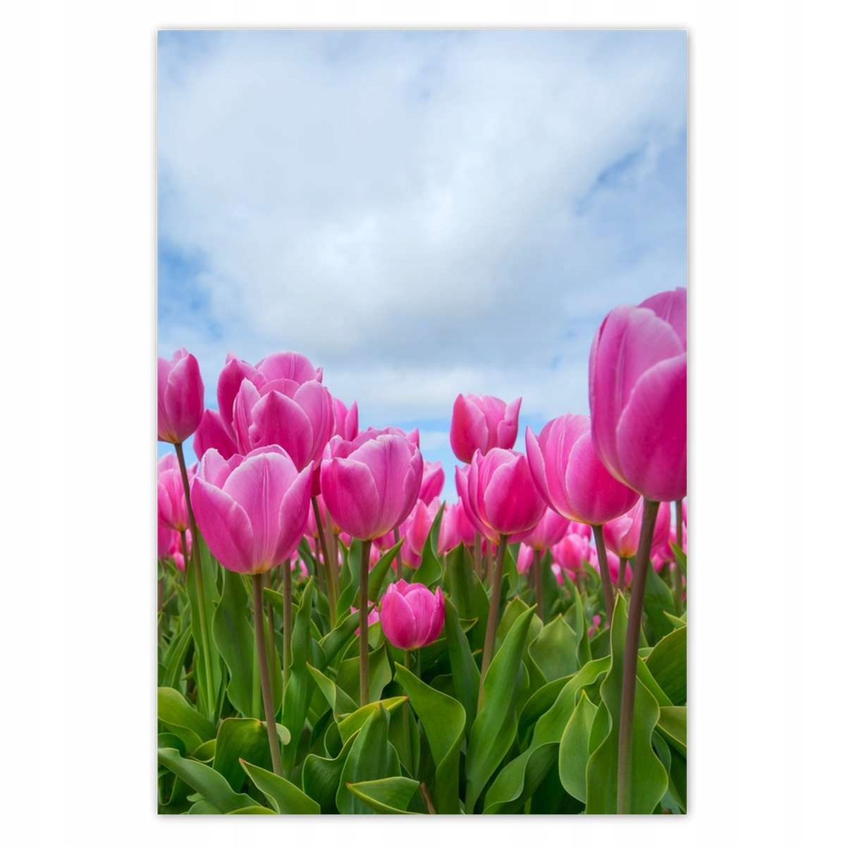 Plakáty 125x185 Tulipány na Valentýna
