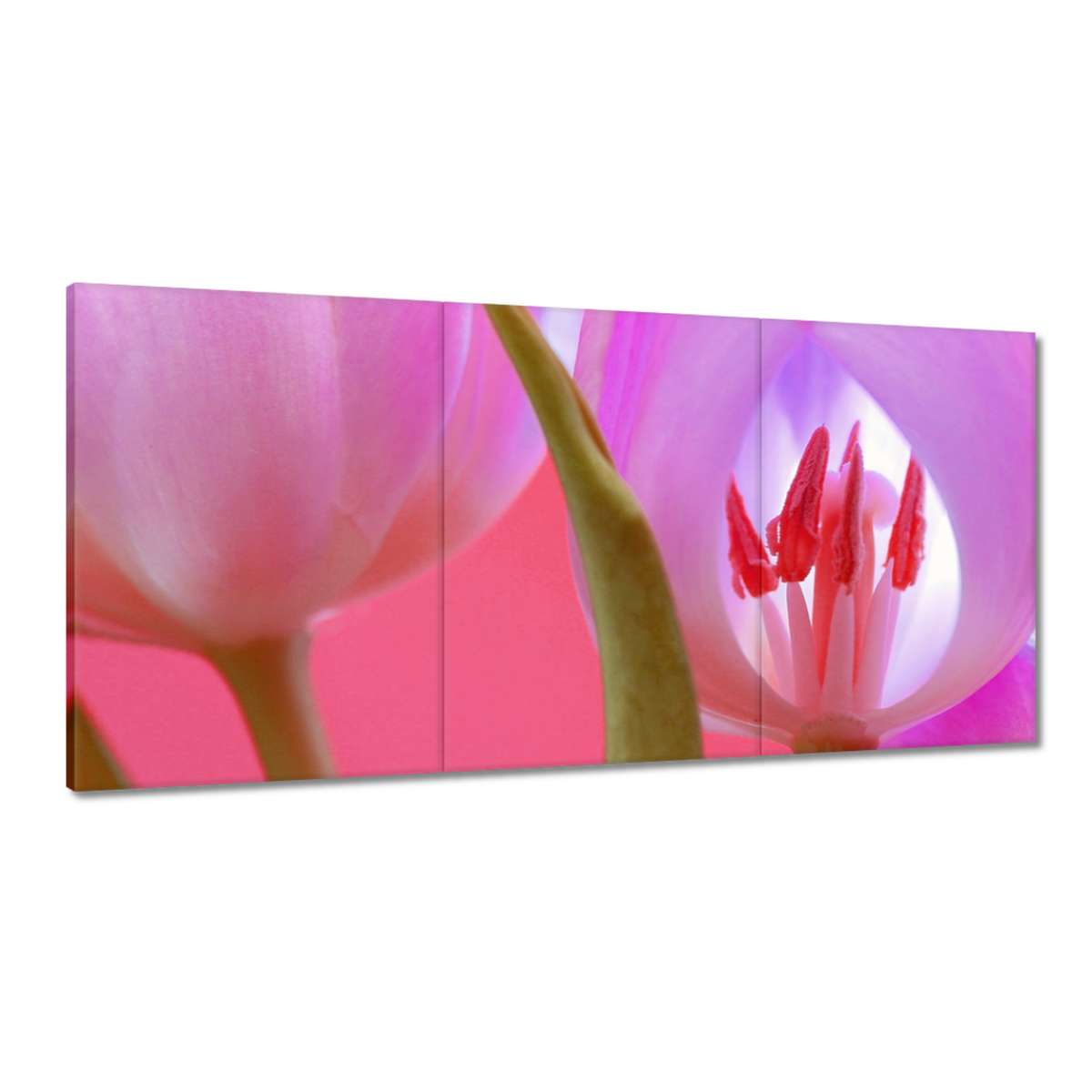 Obrazy 180x90 Ružový tulipán