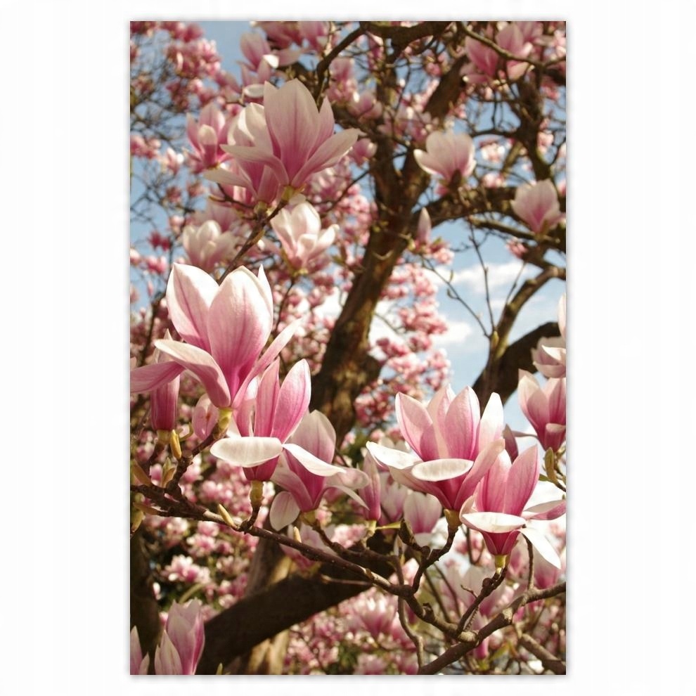 

Plakaty 40x60 Magnolie Kwiaty Błękit