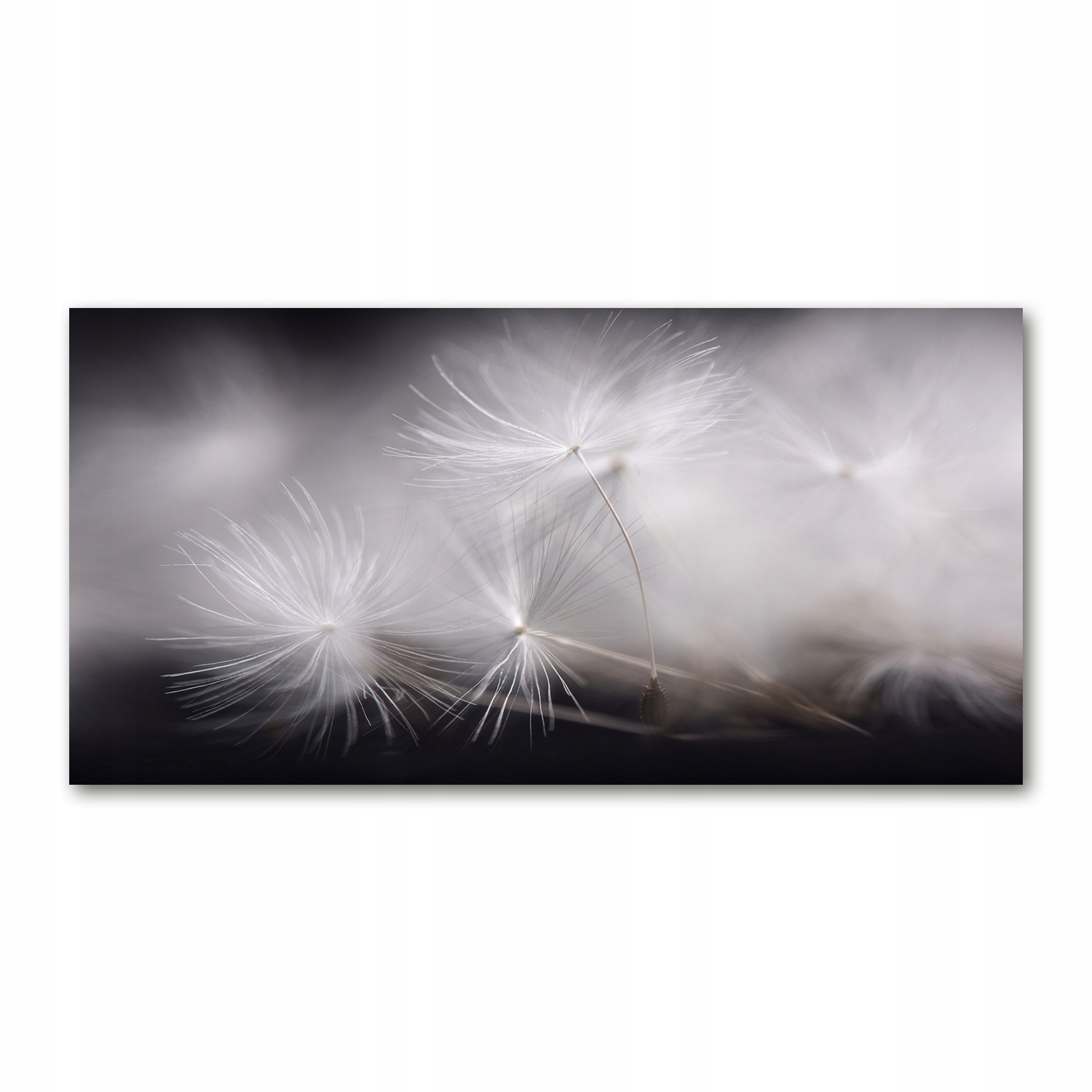 

Foto obraz akrylowy Nasiona dmuchawca 140x70 cm