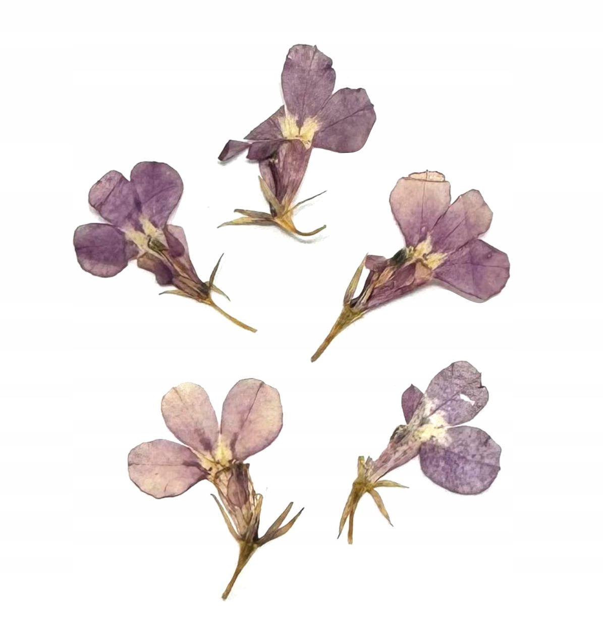 OZDOBA DEKORACYJNE SUSZONE KWIATKI PŁATKI DO ZDOBIEŃ PAZNOKCI DIY