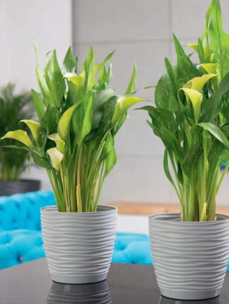 DONICZKA Z PODSTAWKĄ SAHARA śr. 17CM BIAŁY MAT Form-plastic Marka Form-Plastic