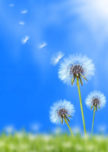 

Fototapeta flizelina na wymiar pole Dandelion