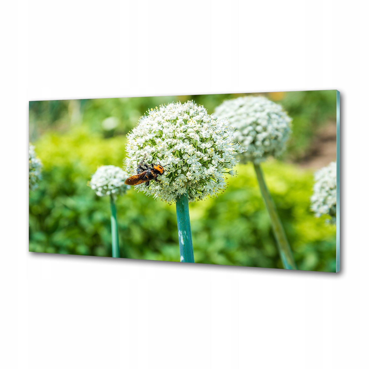Panel do kuchyně Kvetoucí česnek 120 x 60 cm Lepidlo