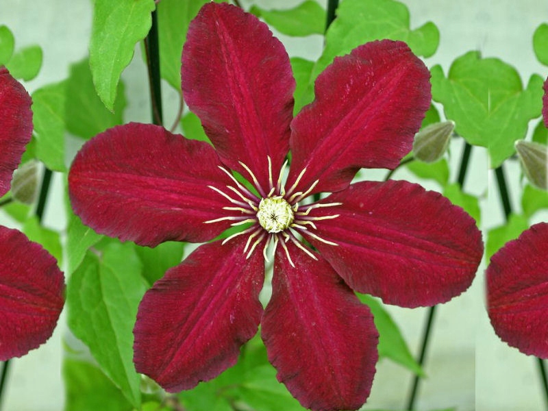 Clematis, plamienok NIOBE-- č. 265